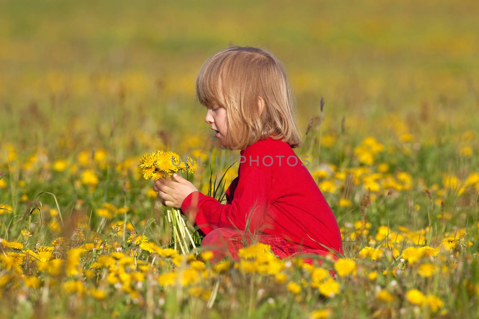 boy picking dandelions by courtyardpix