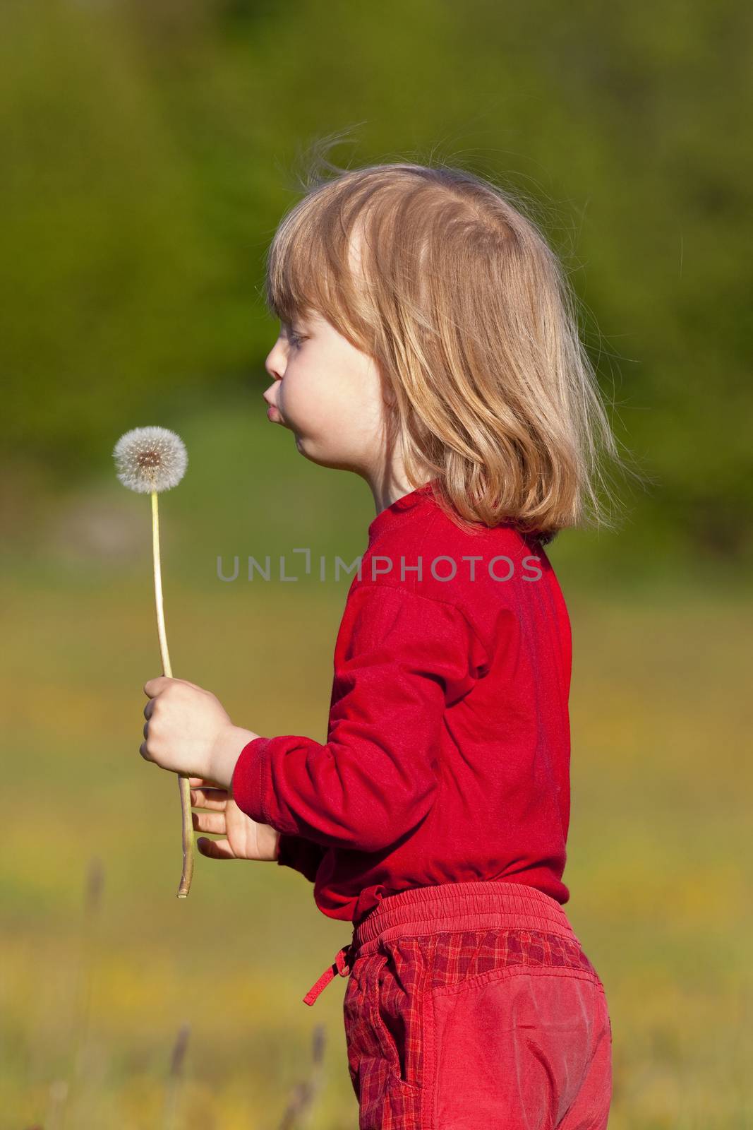 boy with long blond hair holding dandelion standing in a field