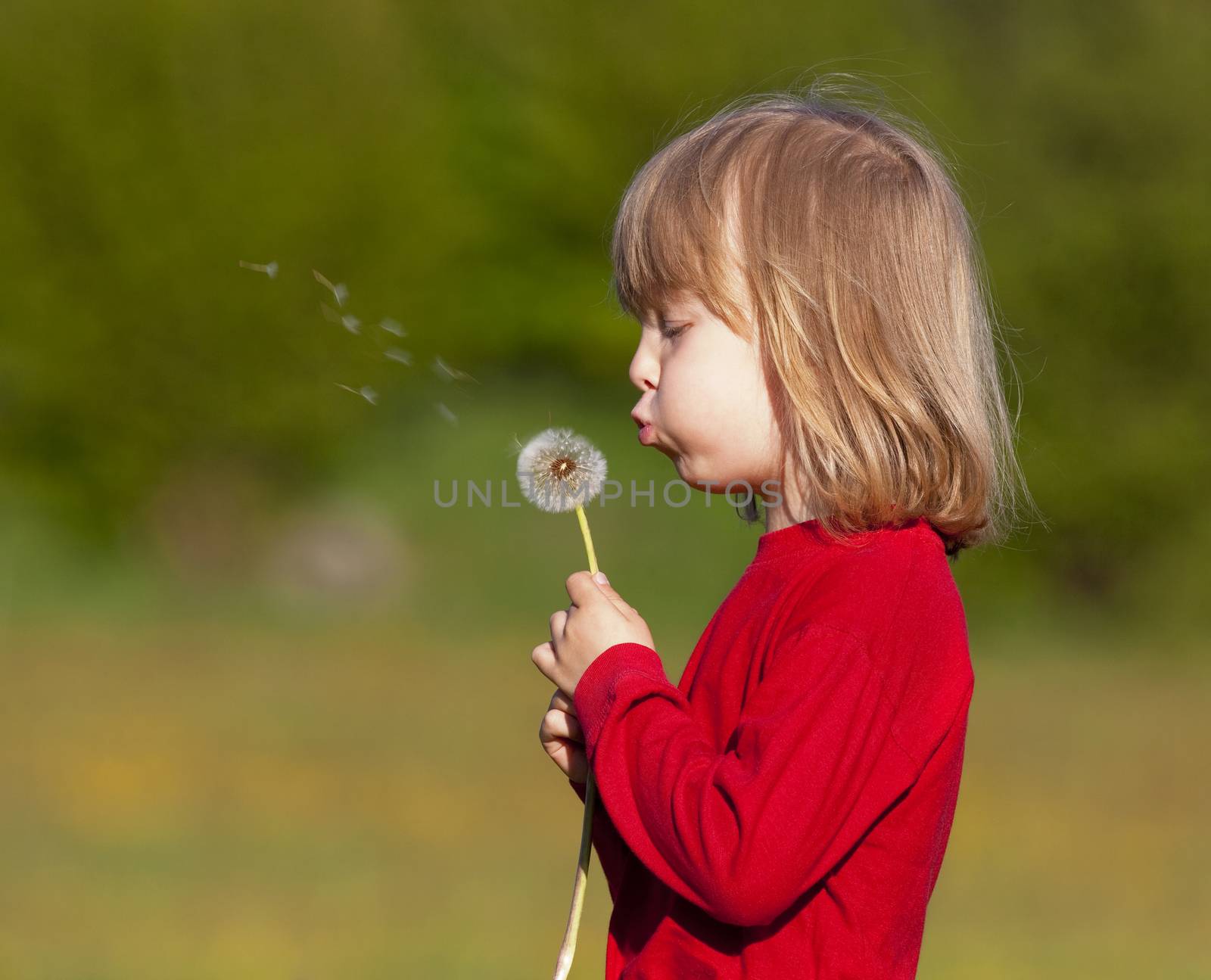 boy with long blond hair holding dandelion standing in a field