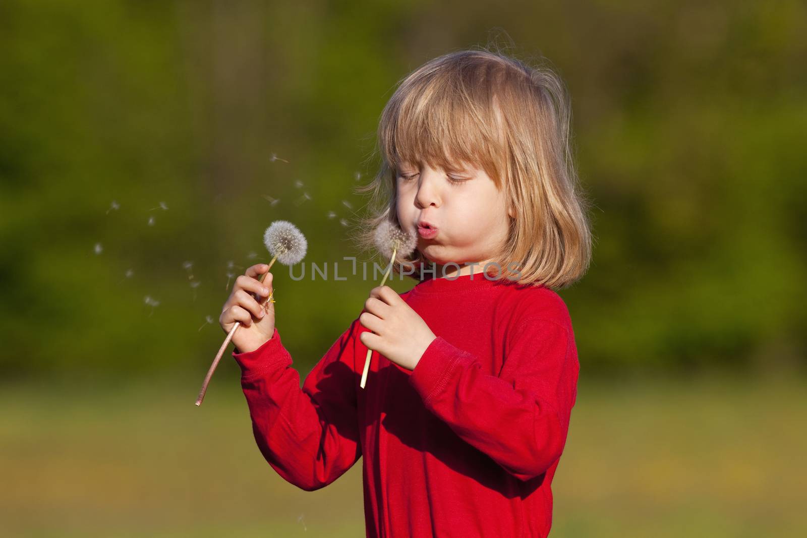 boy with a dandelion by courtyardpix