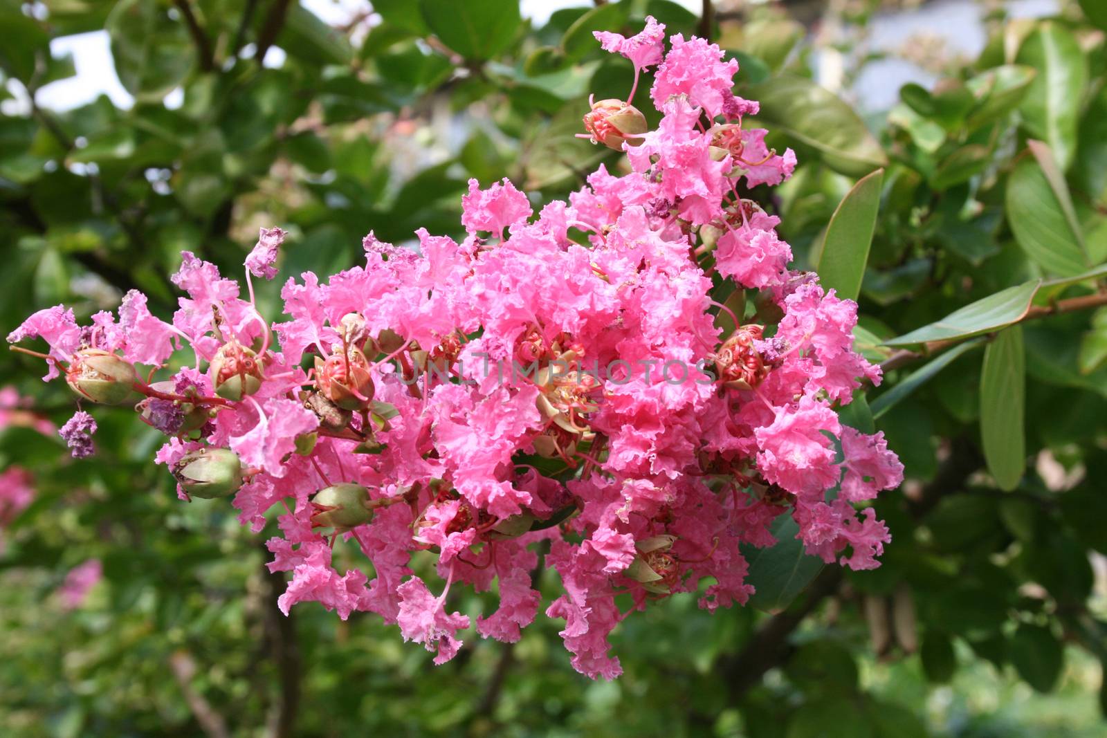 Lagerstroemia indica by mimirus