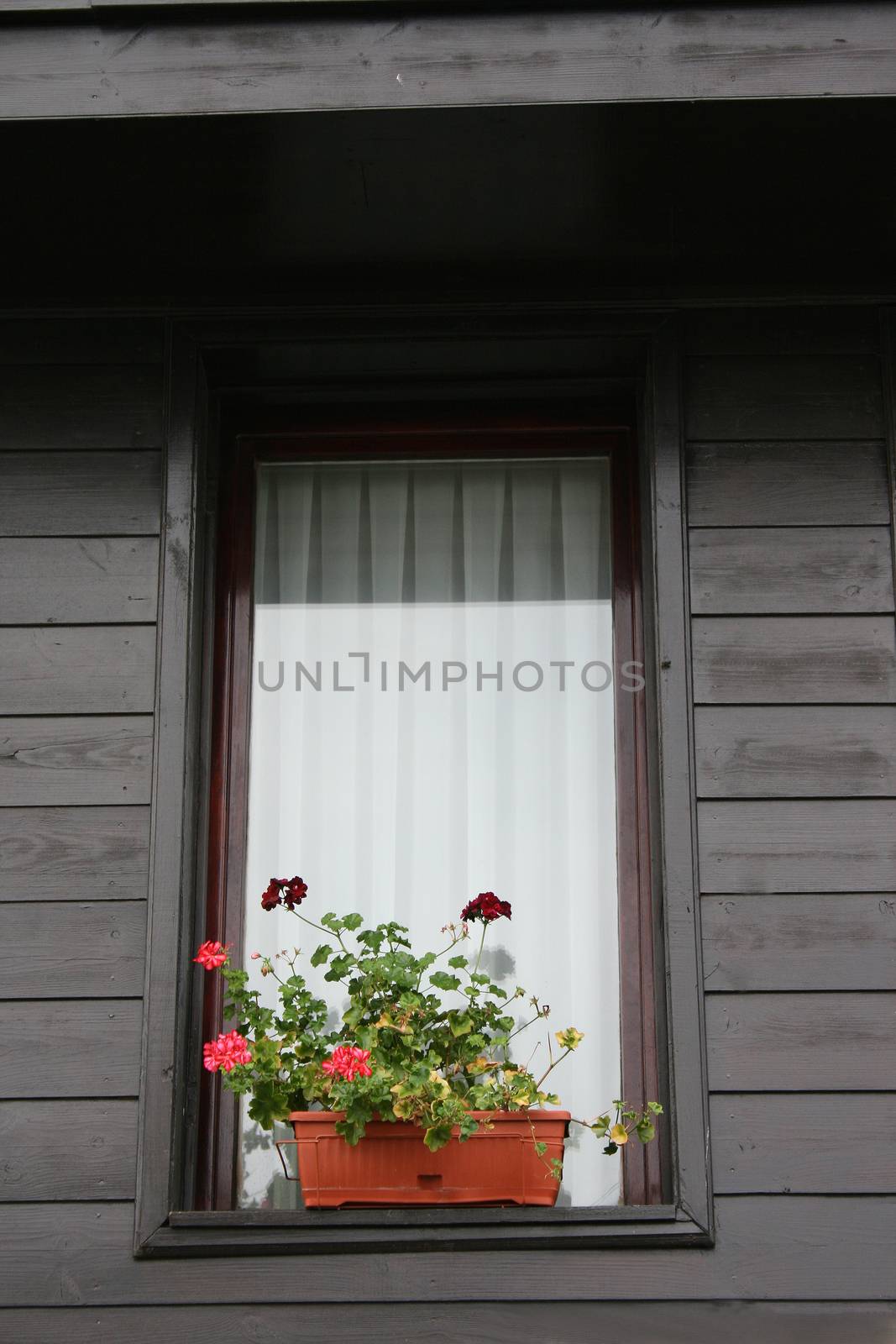window with flowerpots by mimirus