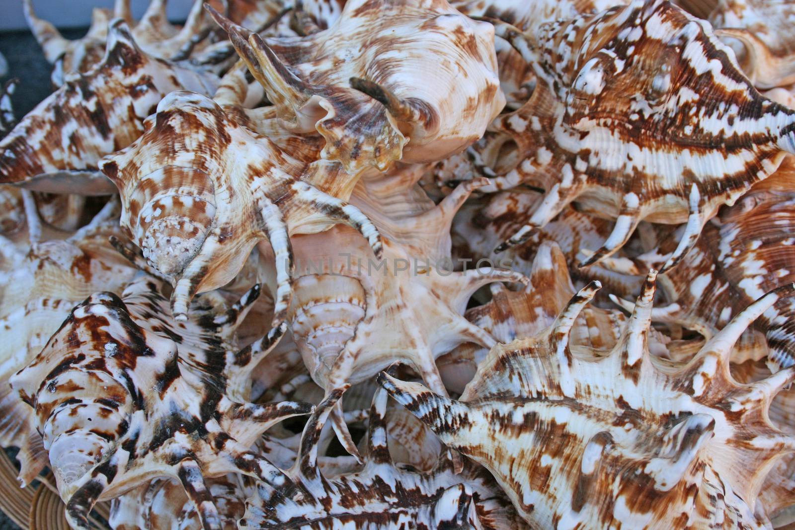 seashells by mimirus