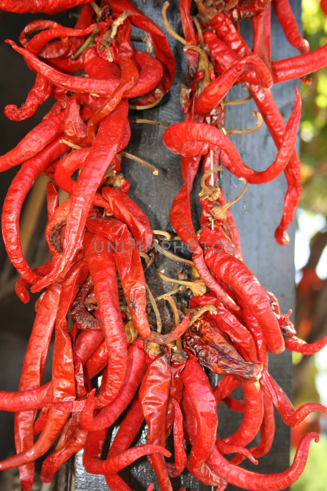 dried red peppers by mimirus