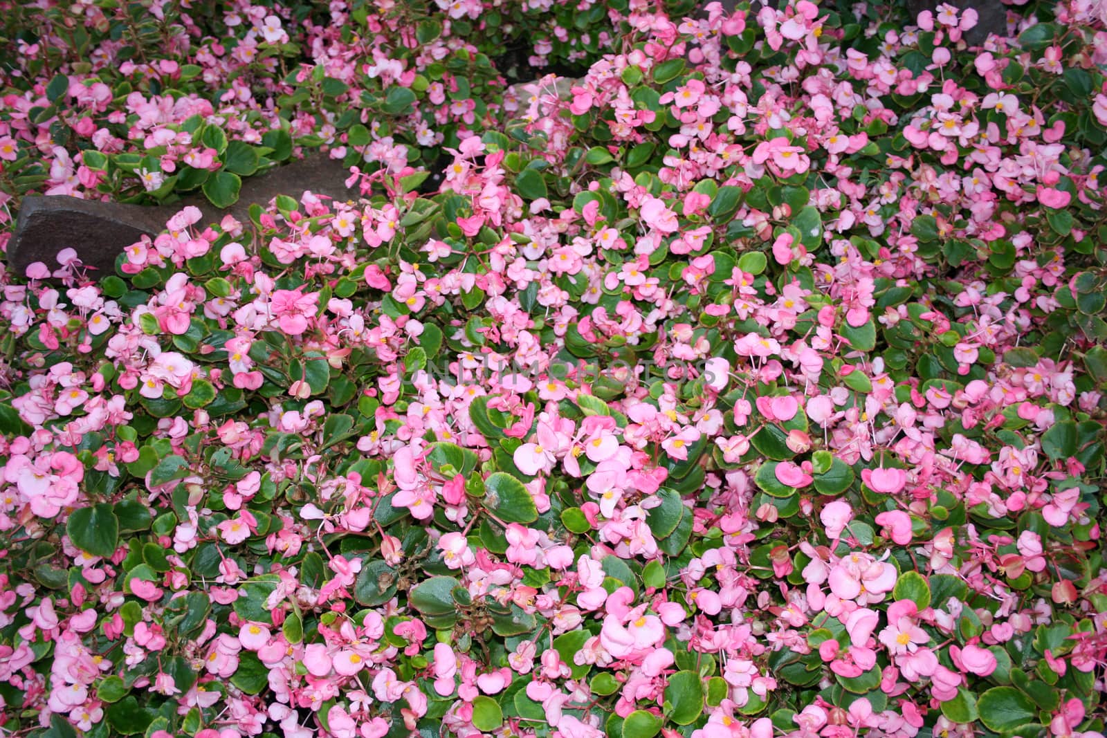 wax begonia or fibrous flower field as background