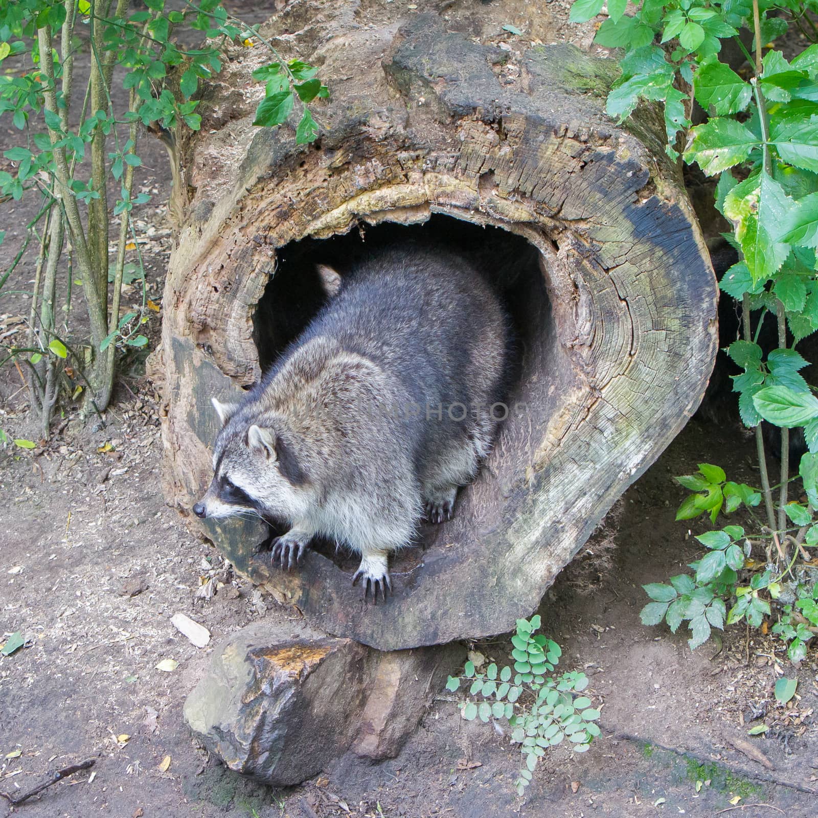 Adult raccoon at his nest, Leeuwarden, Holland