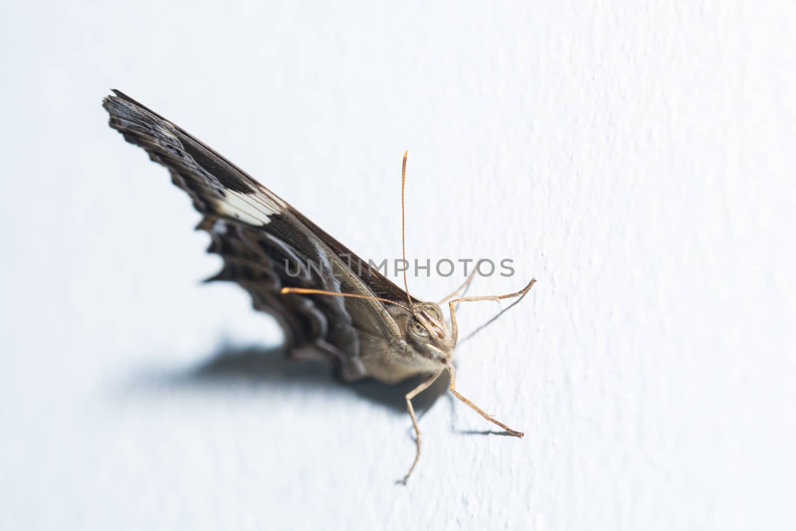the beautiful colorful moth at night on the white background
