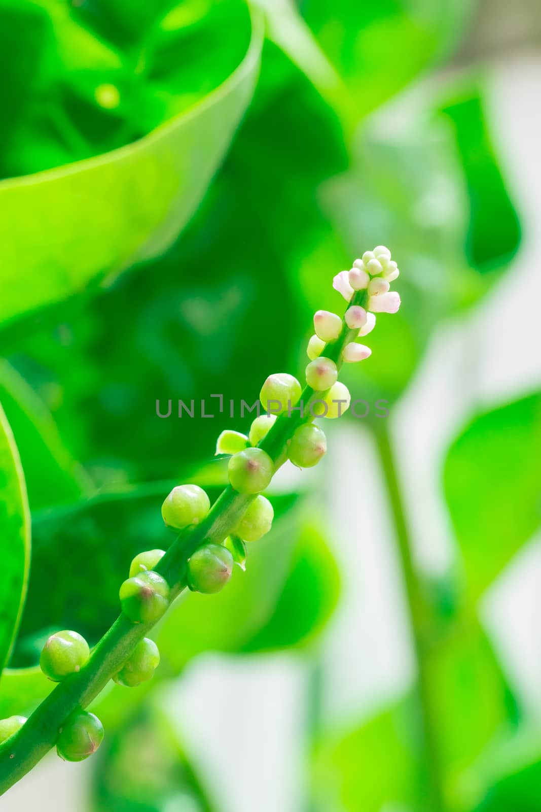 the beautiful green seed vegetable with sweet bokeh background in the garden