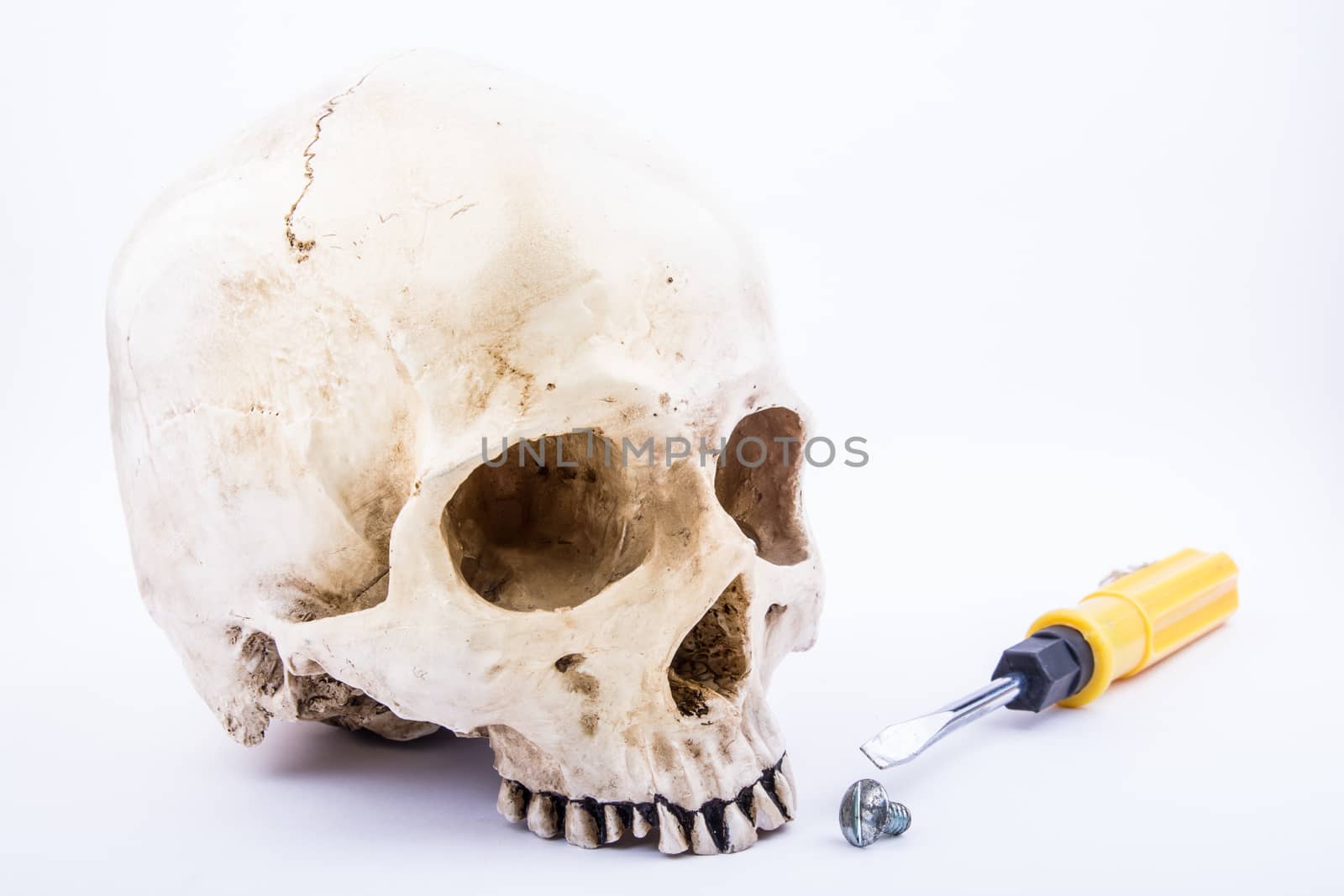 the human skull with yellow screw driver and silver bolt