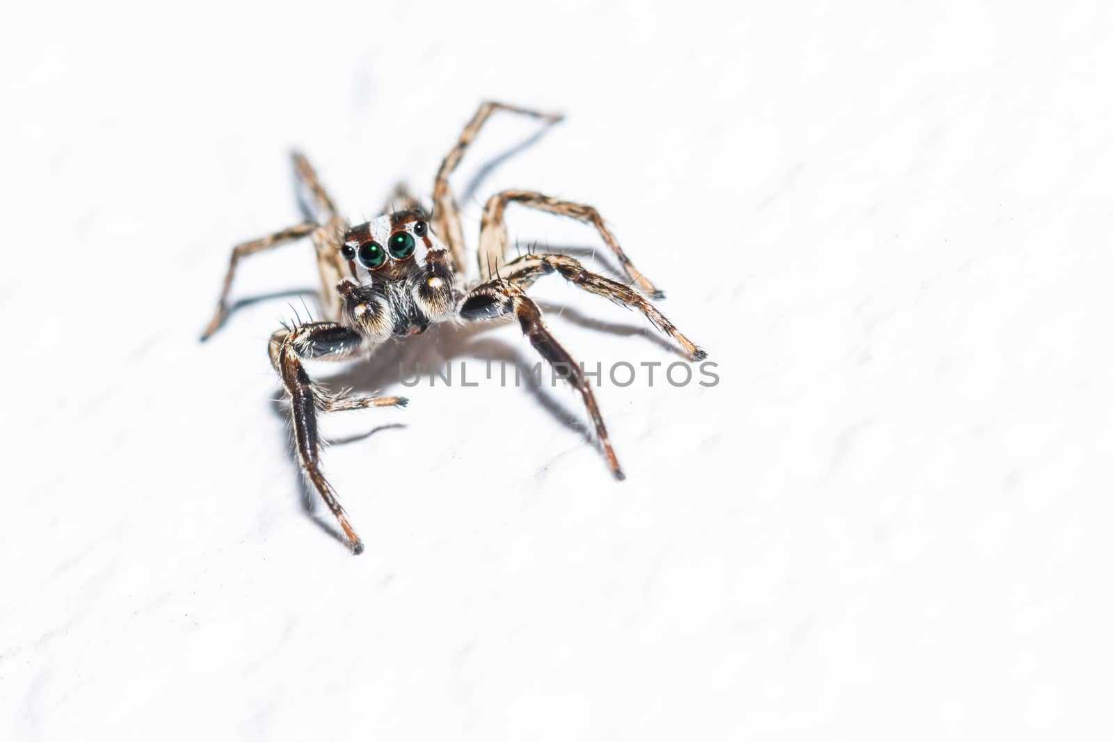 the gorgeous small jumping spider with beautiful eyes on a white background