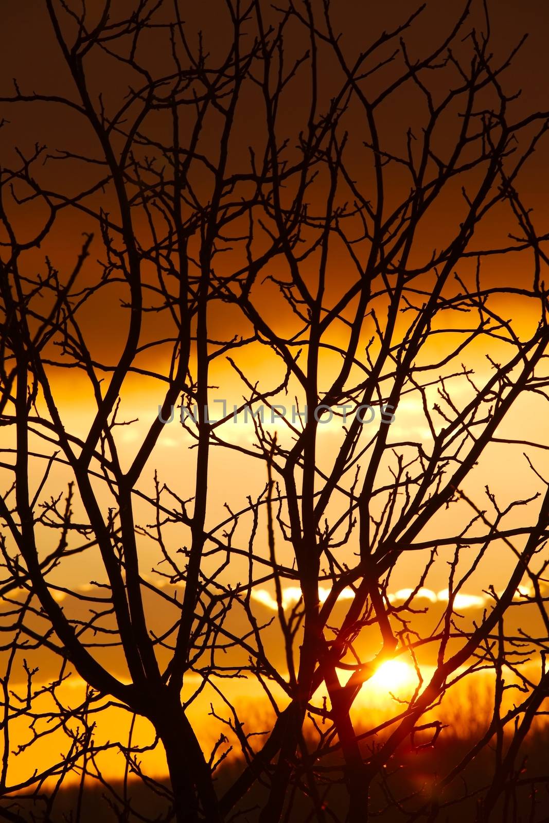 Bare trees of an autumn forest