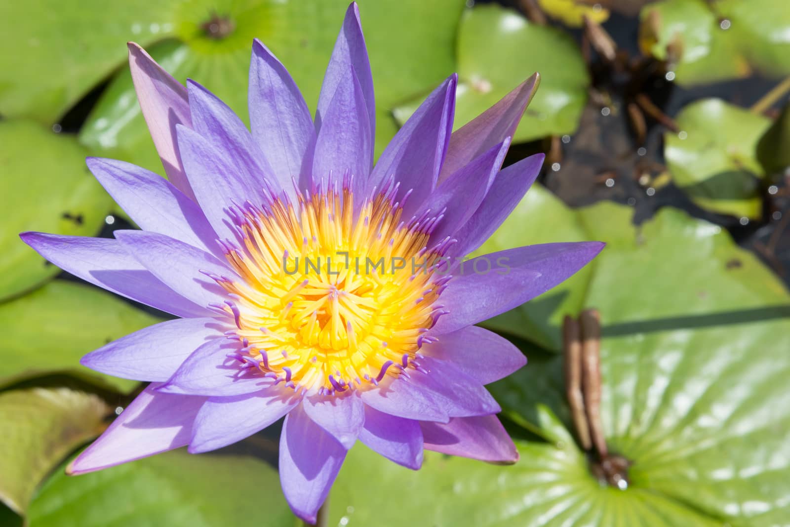 the beautiful purple lotus under the sunshine at the local public Thai temple