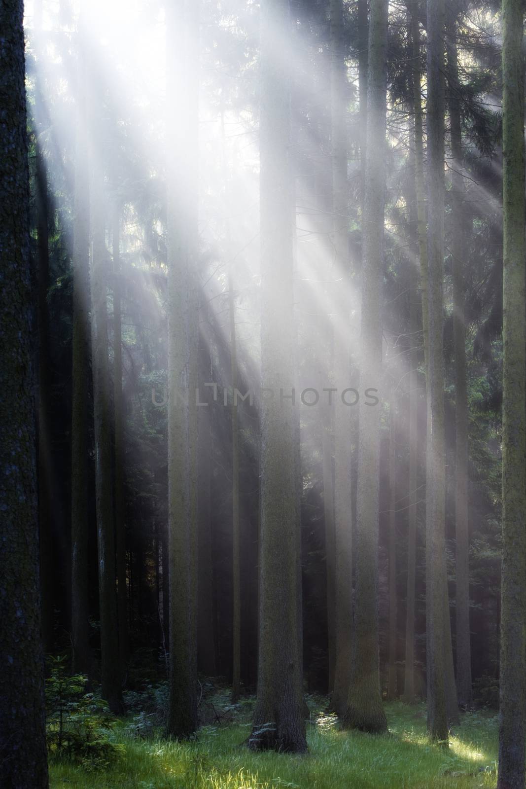 forest scene with sunrays shining through branches