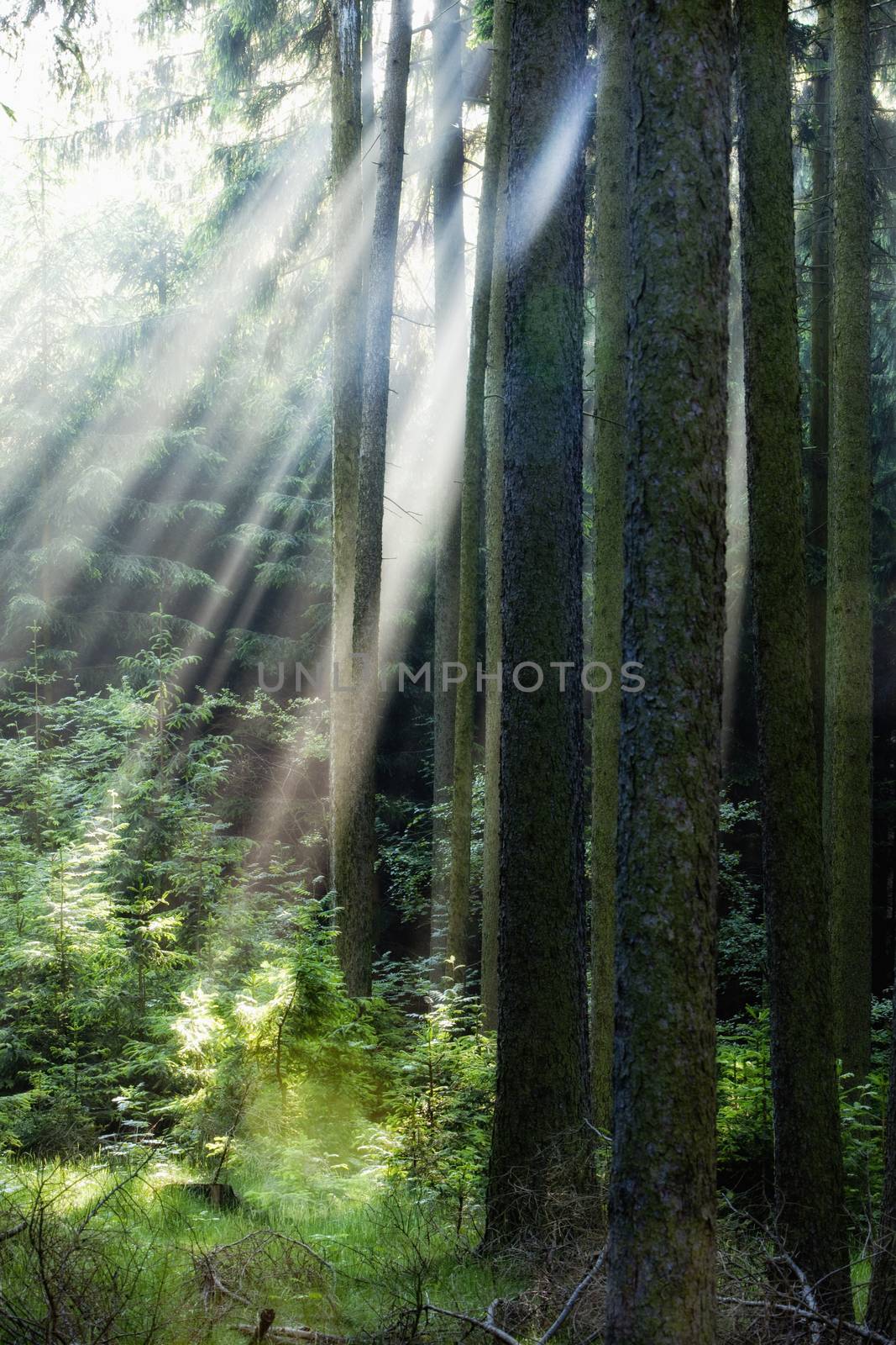 forest scene with sunrays shining through branches
