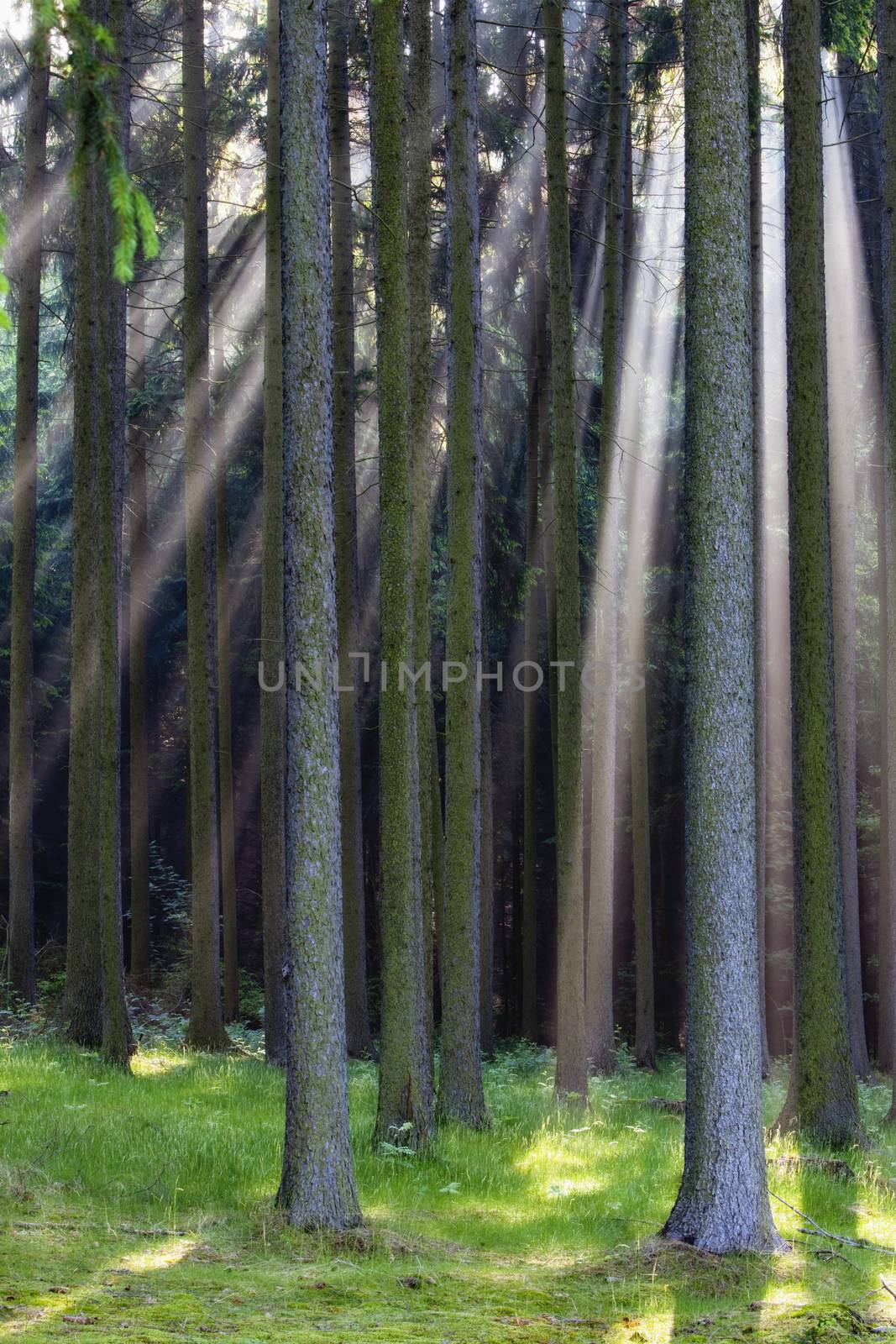 forest scene with sunrays shining through branches