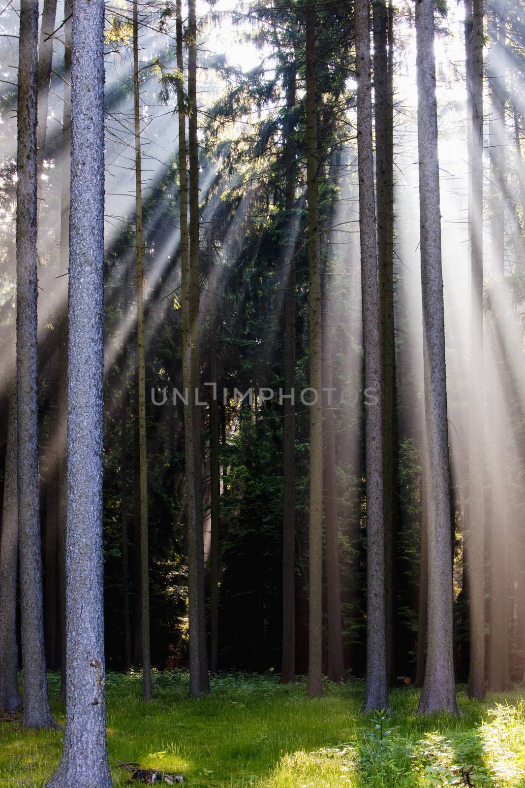 forest scene with sunrays shining through branches