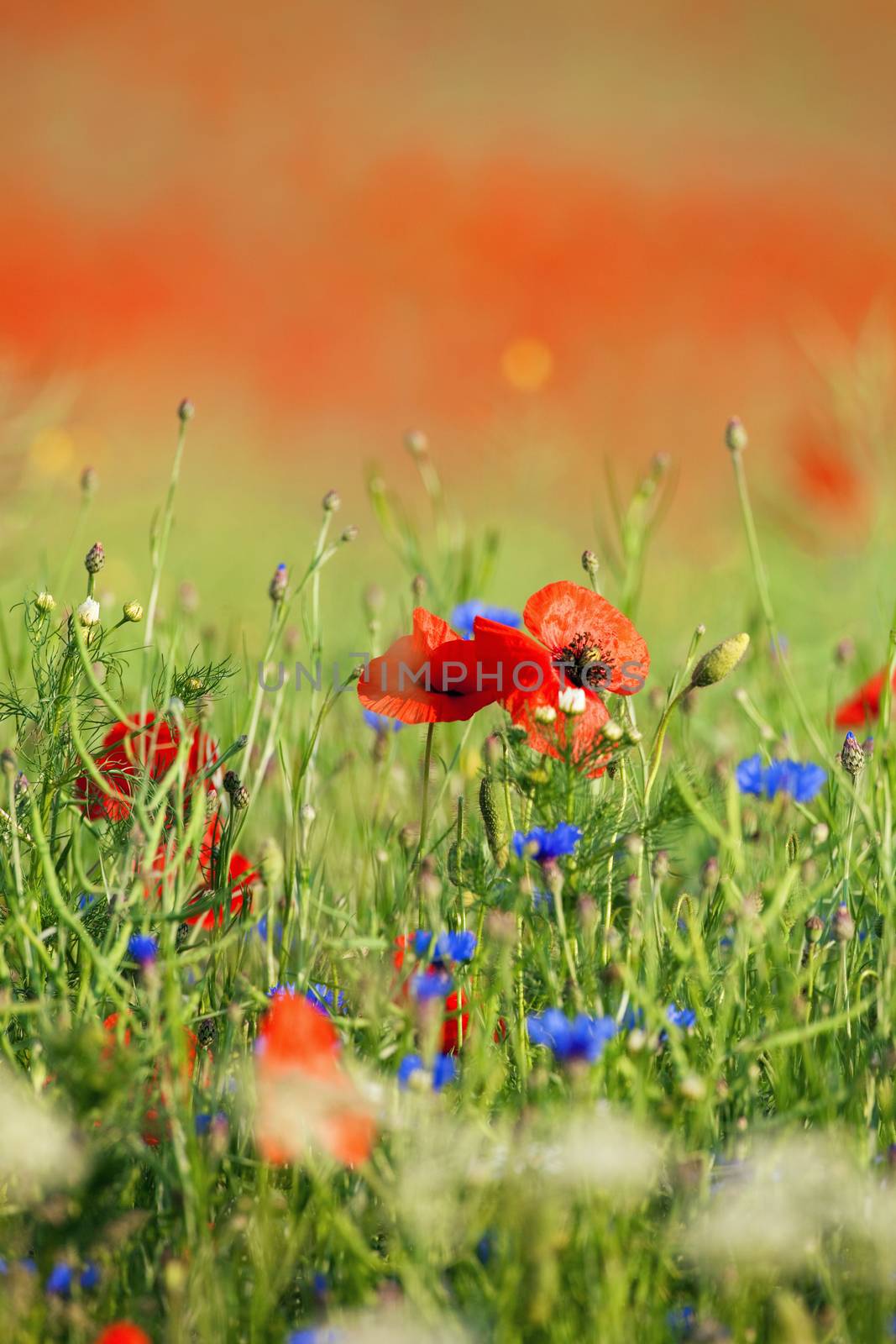 wild flowers - red poppies in a green spring field