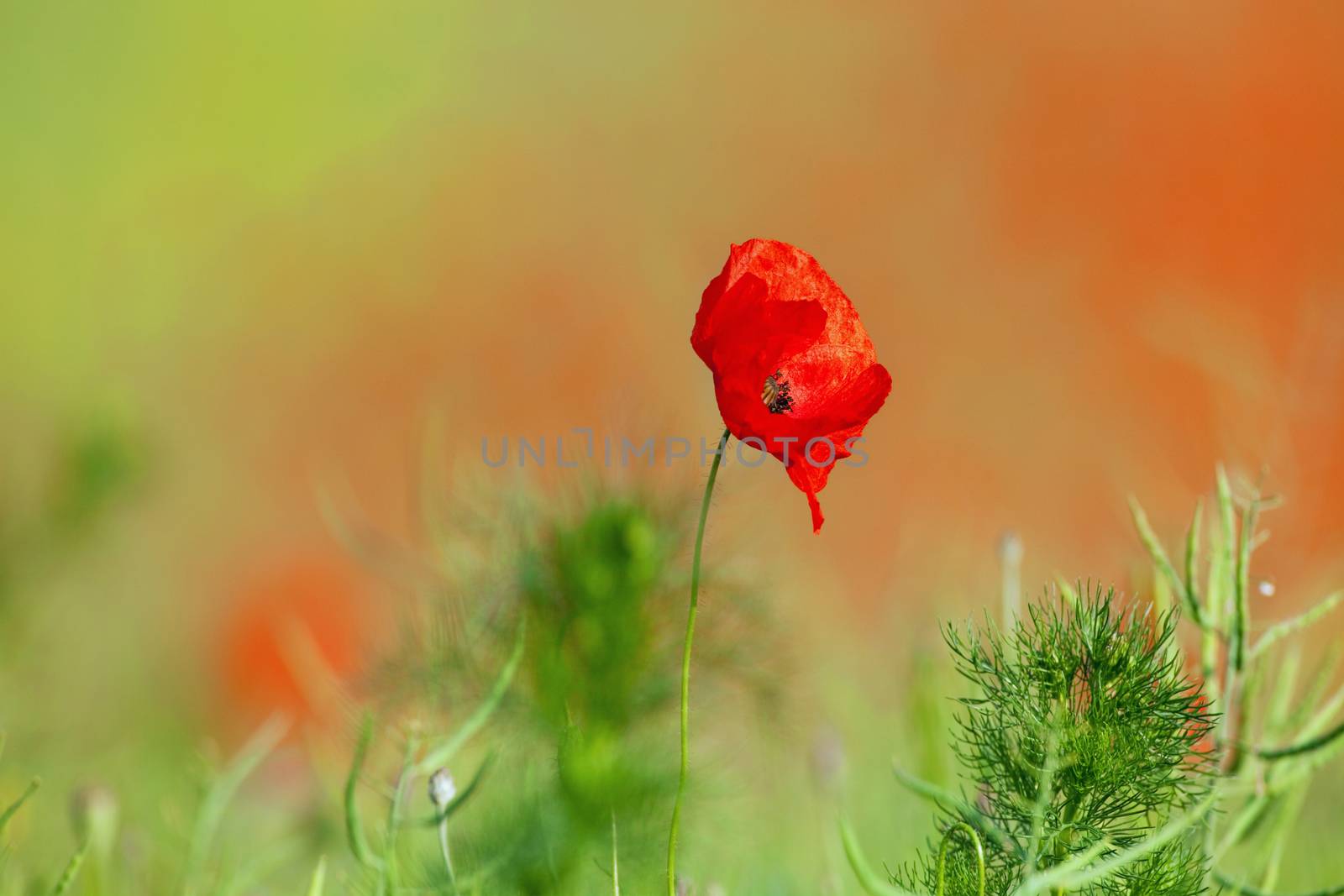 wild flowers - red poppies in a green spring field