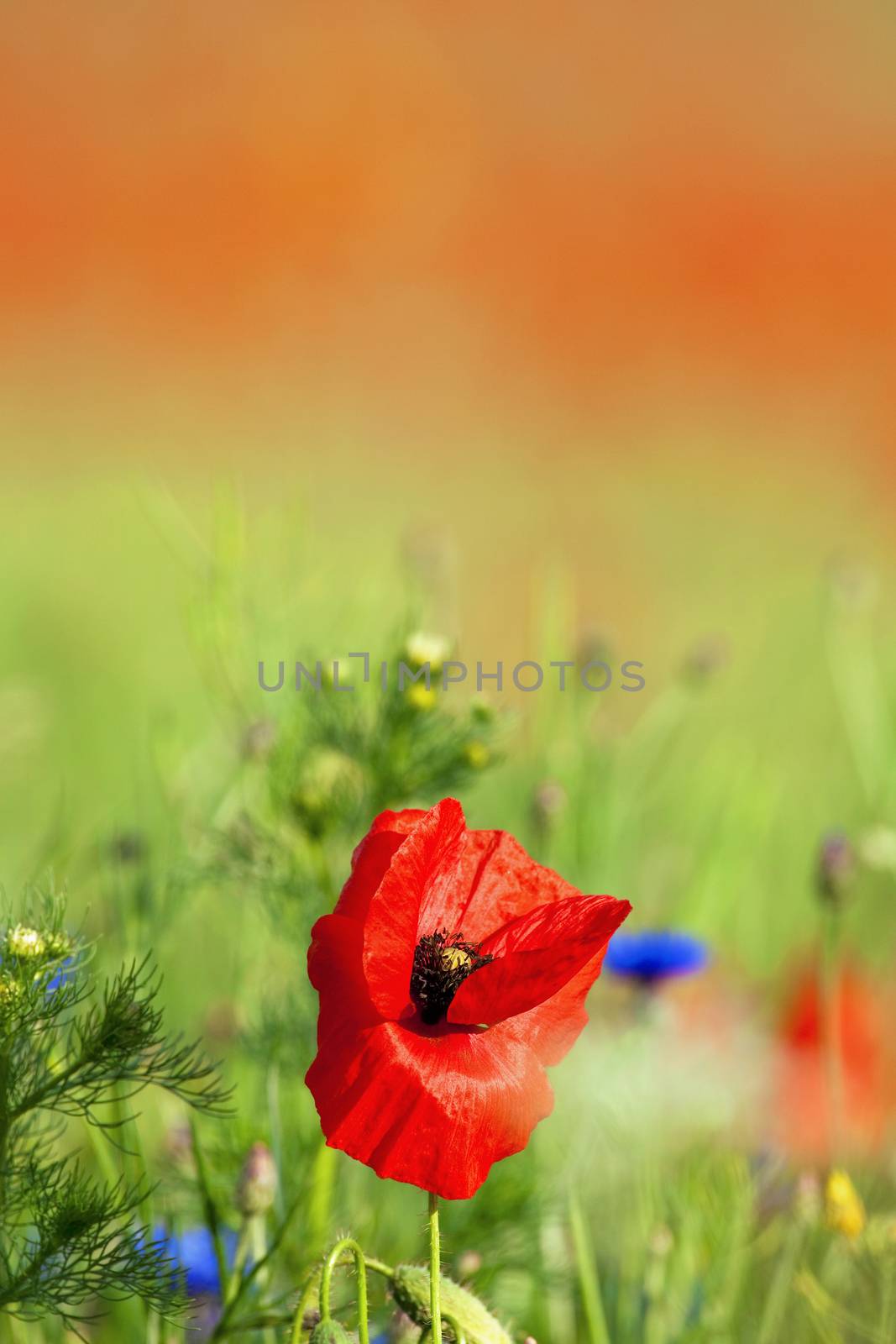 wild flowers - red poppies in a green spring field