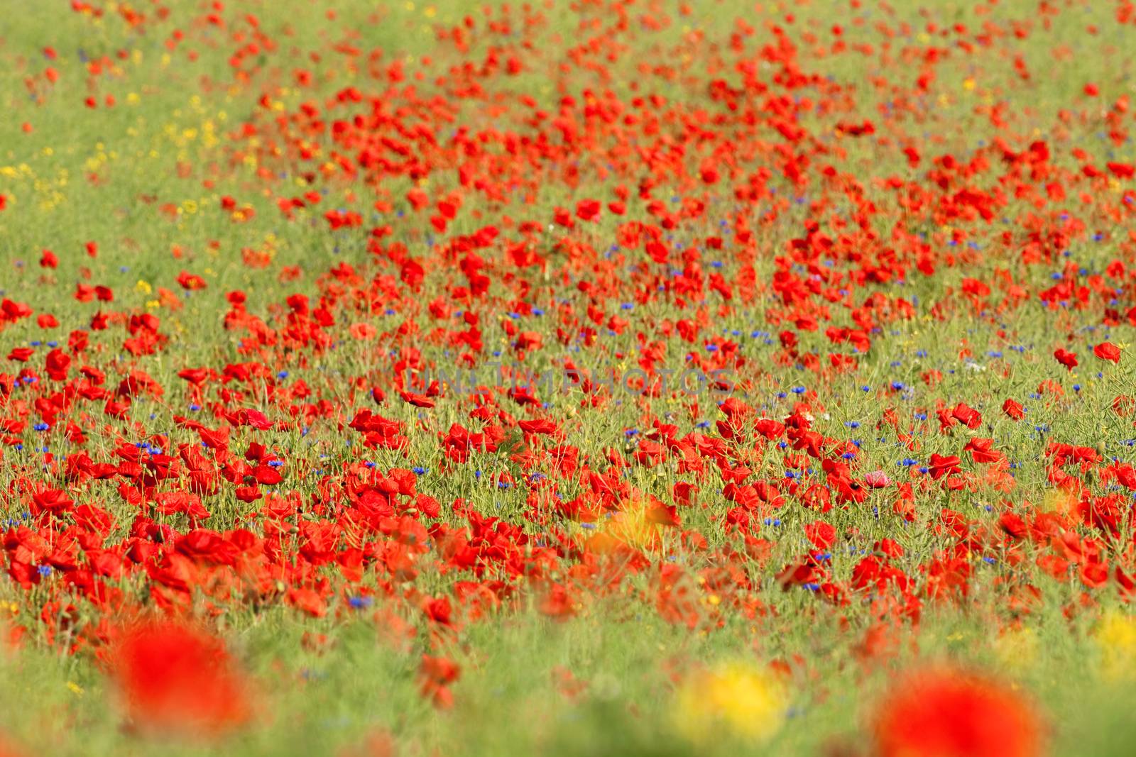 wild flowers - red poppies in a green spring field