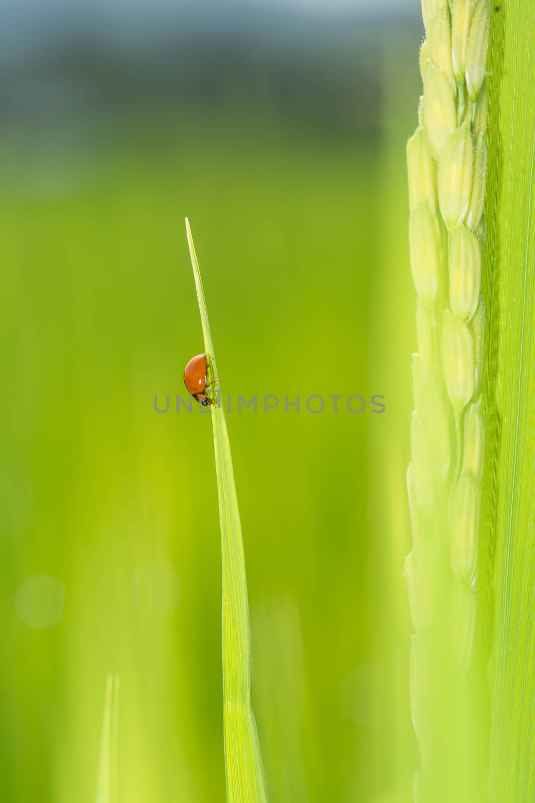 red lady bug by faa069913827