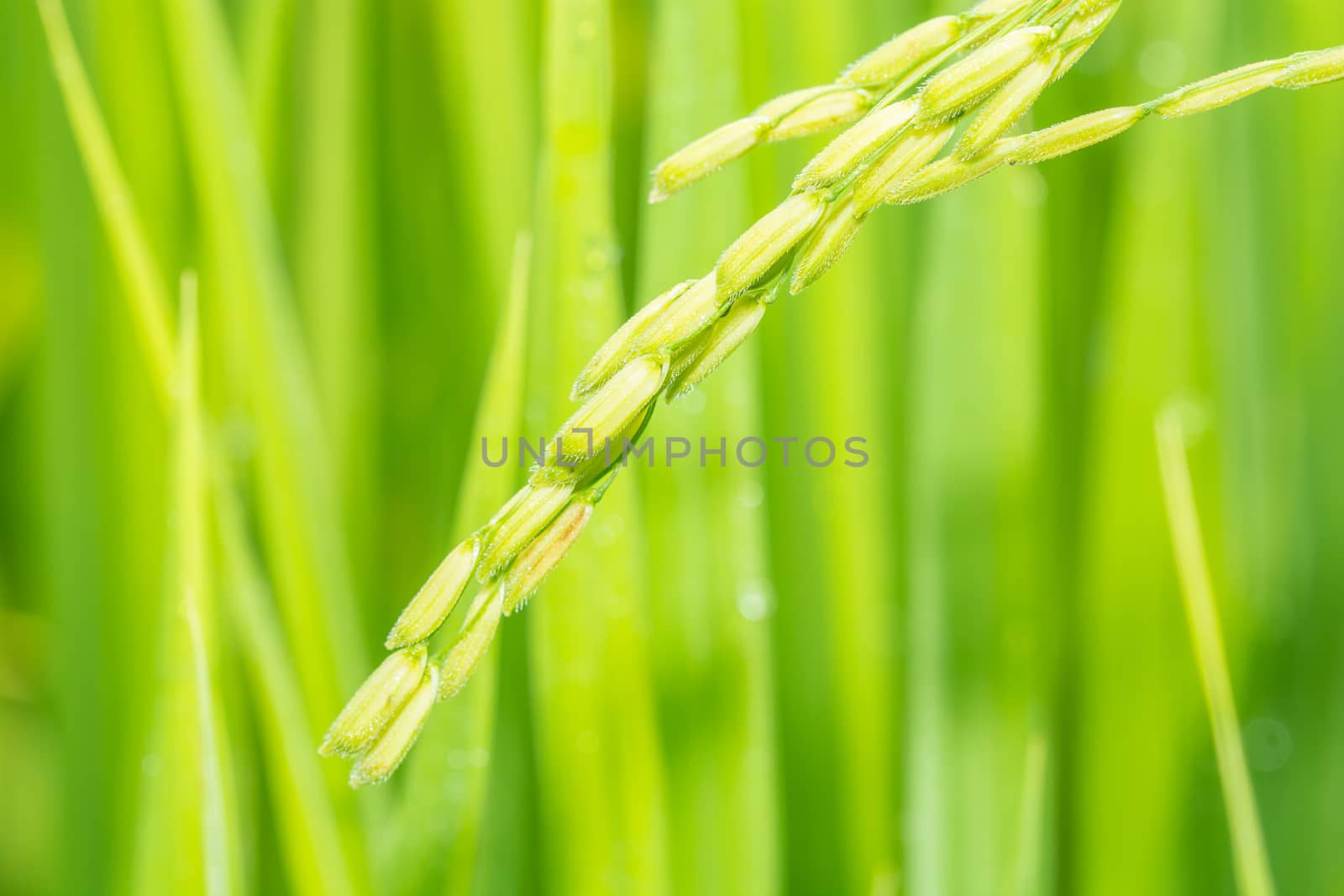 rice field by faa069913827