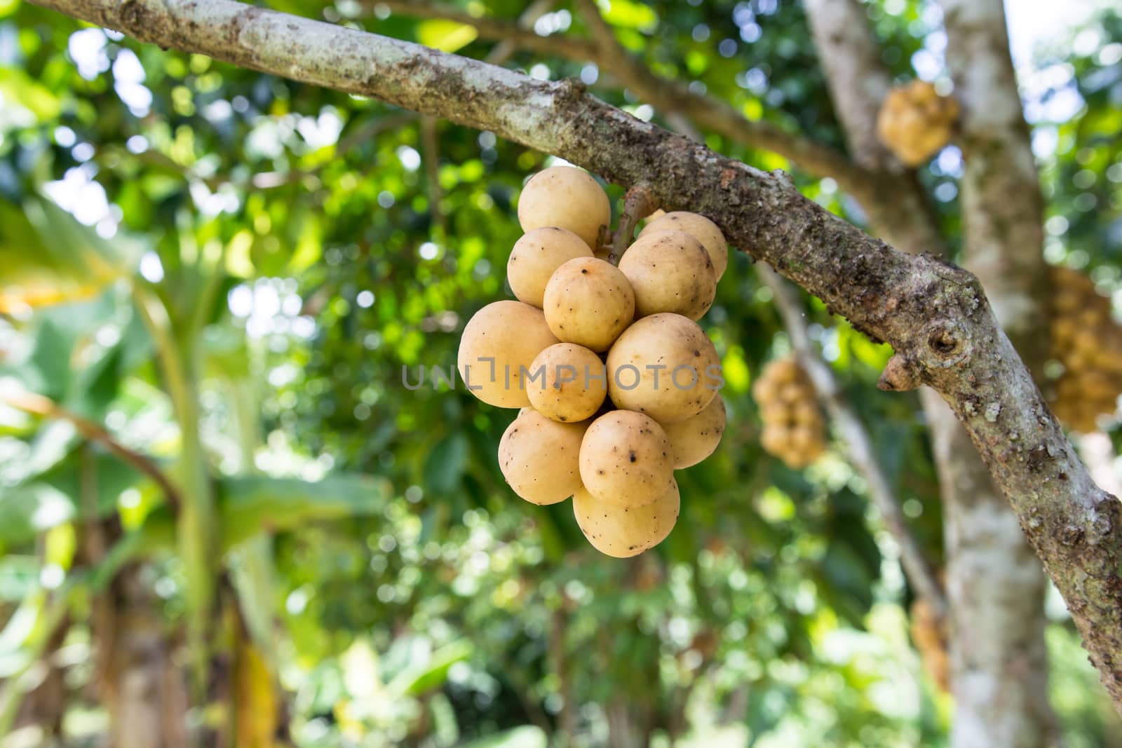 the delicious fresh wollongong fruits on tree in the wollongong farm