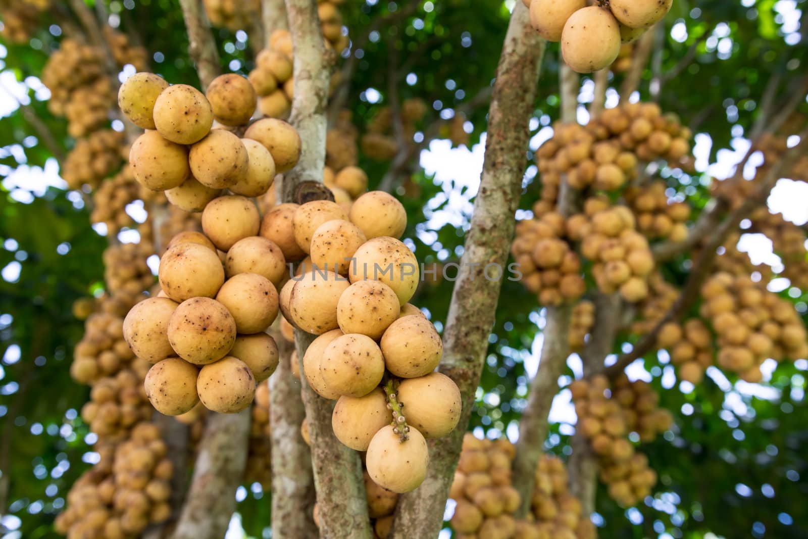 the delicious fresh wollongong fruits on tree in the wollongong farm