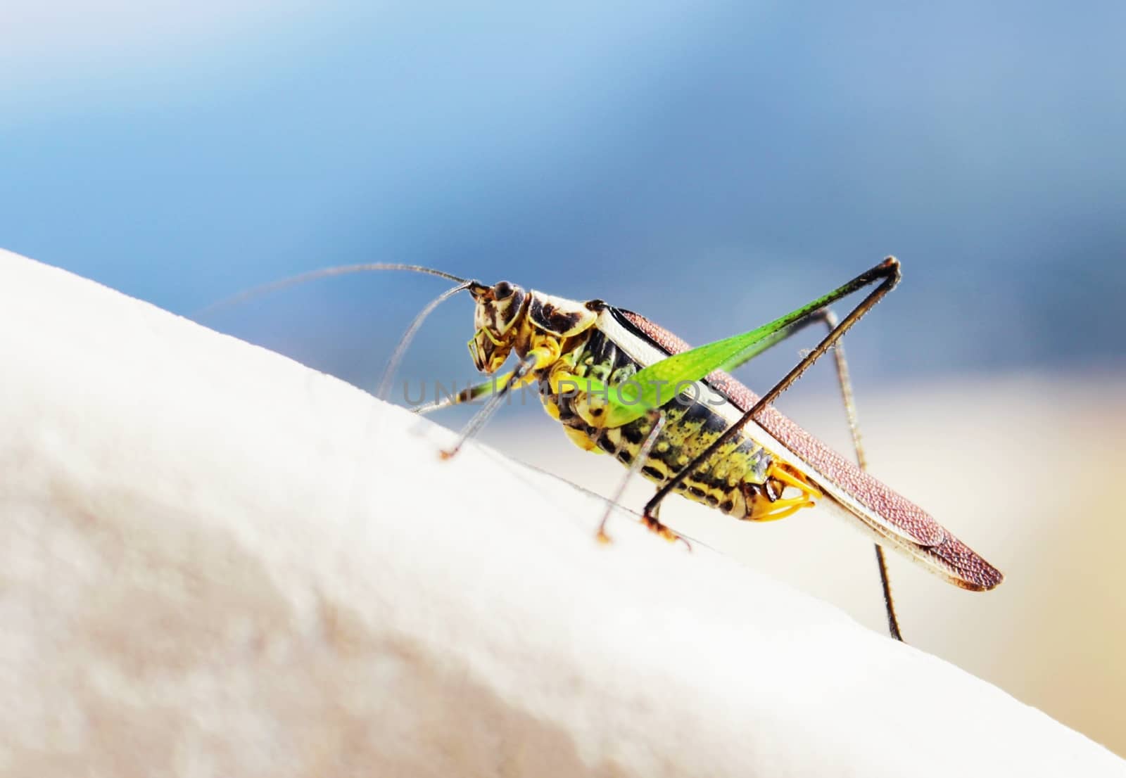 Side view portrait of a grasshopper sitting on concrete, with sky in the backdrop
