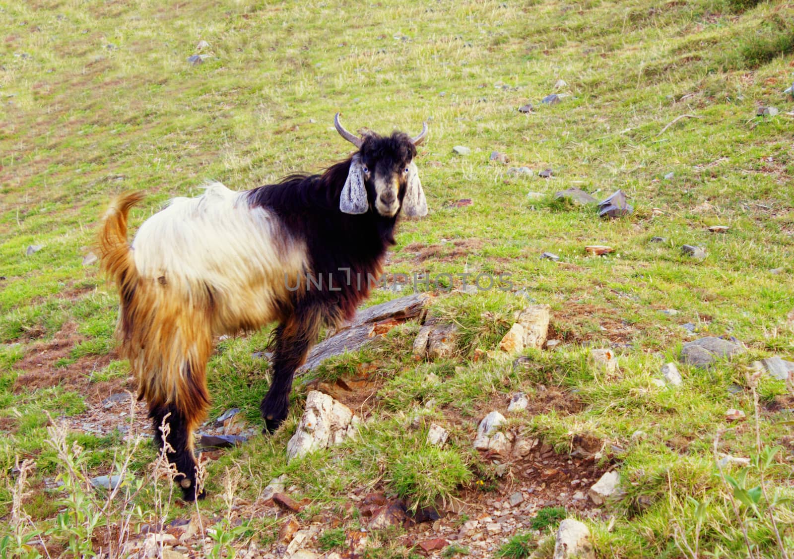 Himalayan goat grazing on the hill slopes, looking right into the camera lens
