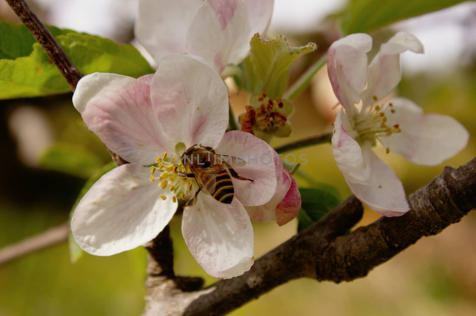 Spring time photo of a honey bee sucking nectar from a peach blossom white flower. Can be used for springtime, nature and organic concepts.
