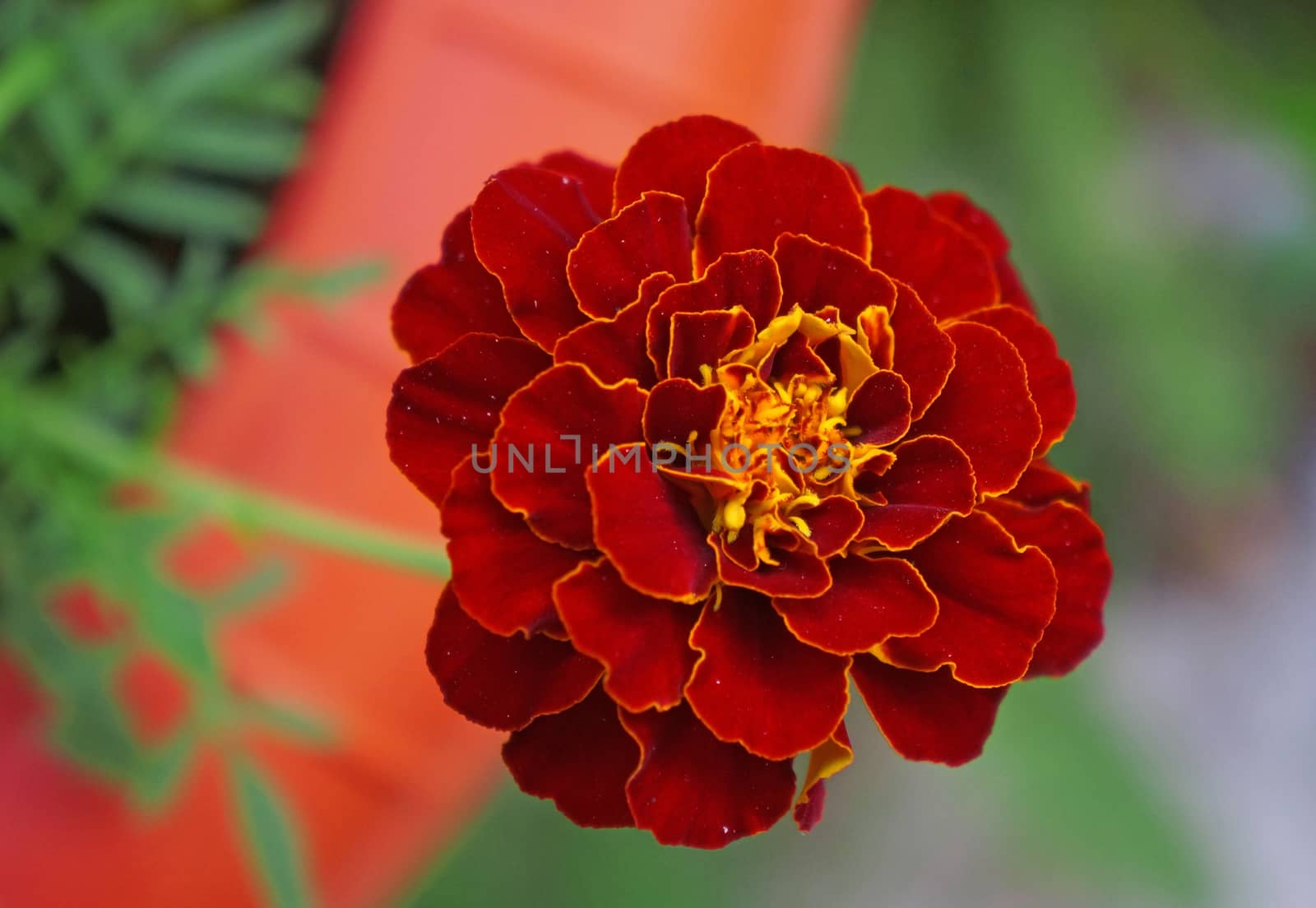  A marigold flower close-up                              
