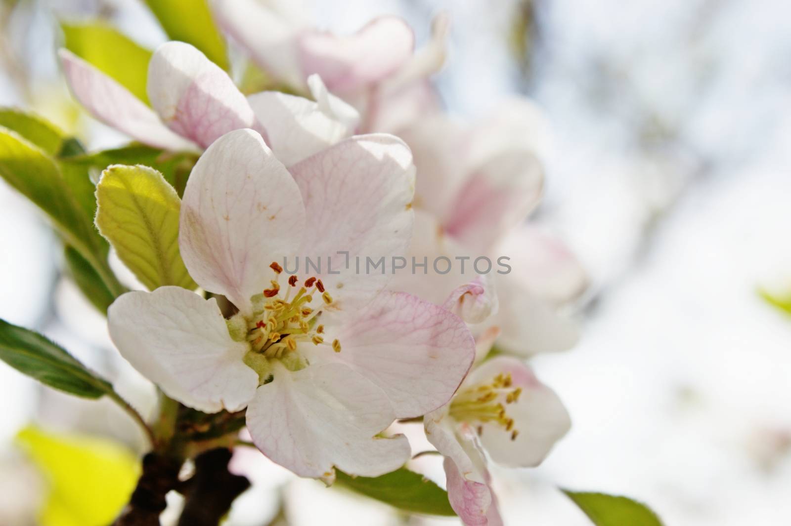 Spring Time Peach Blossom Close Up by RichieThakur