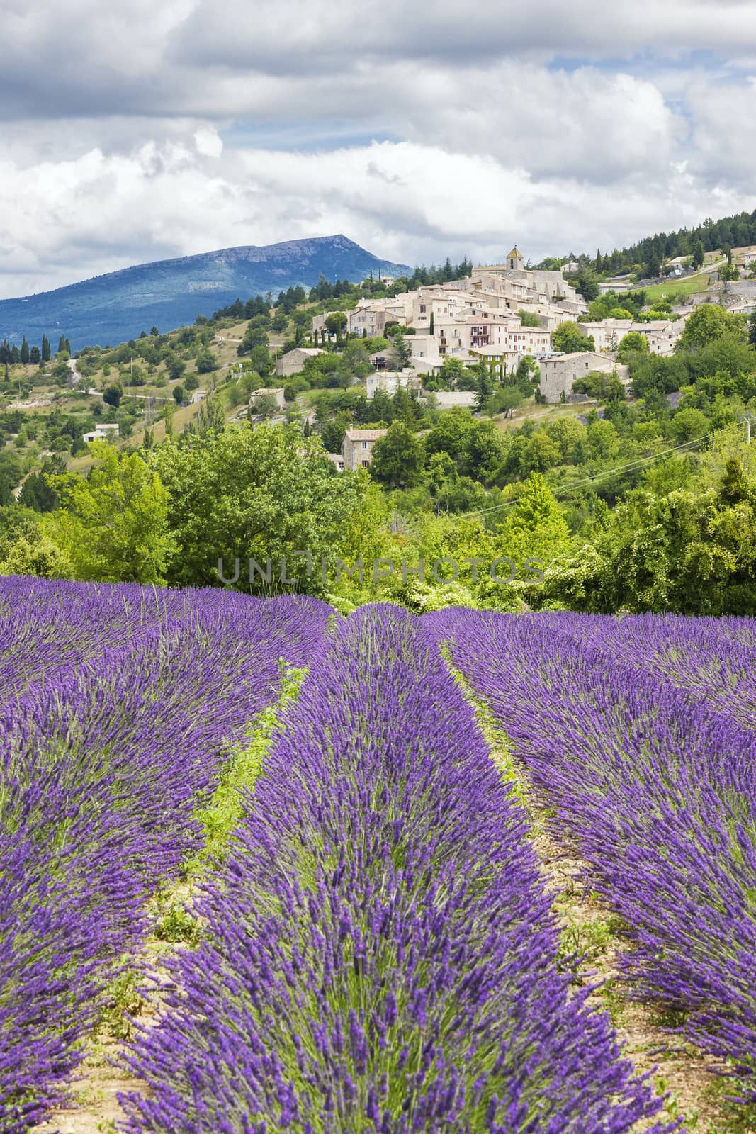 View of french landscape with lavender field and village.