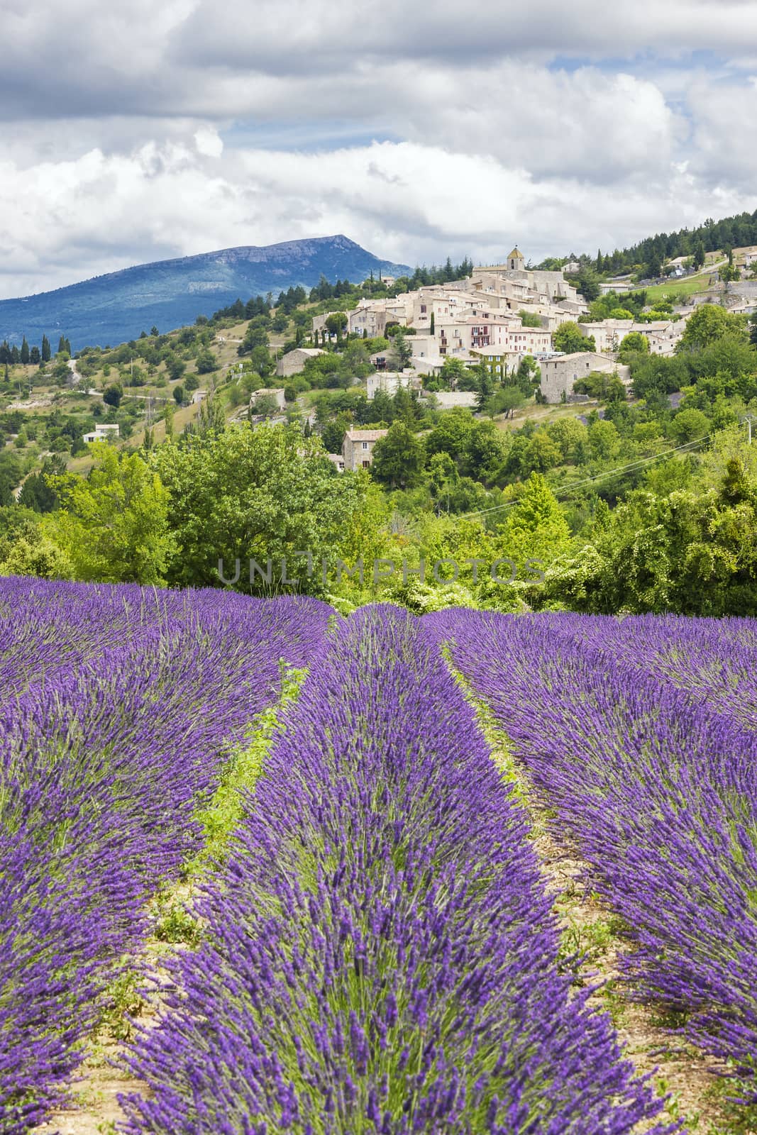 lavender field and village by vwalakte