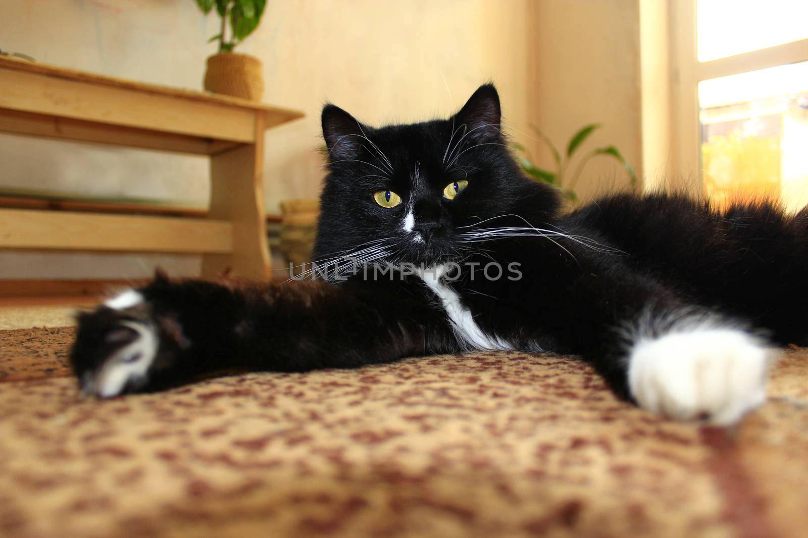 black cat lolling about on the carpet by alexmak