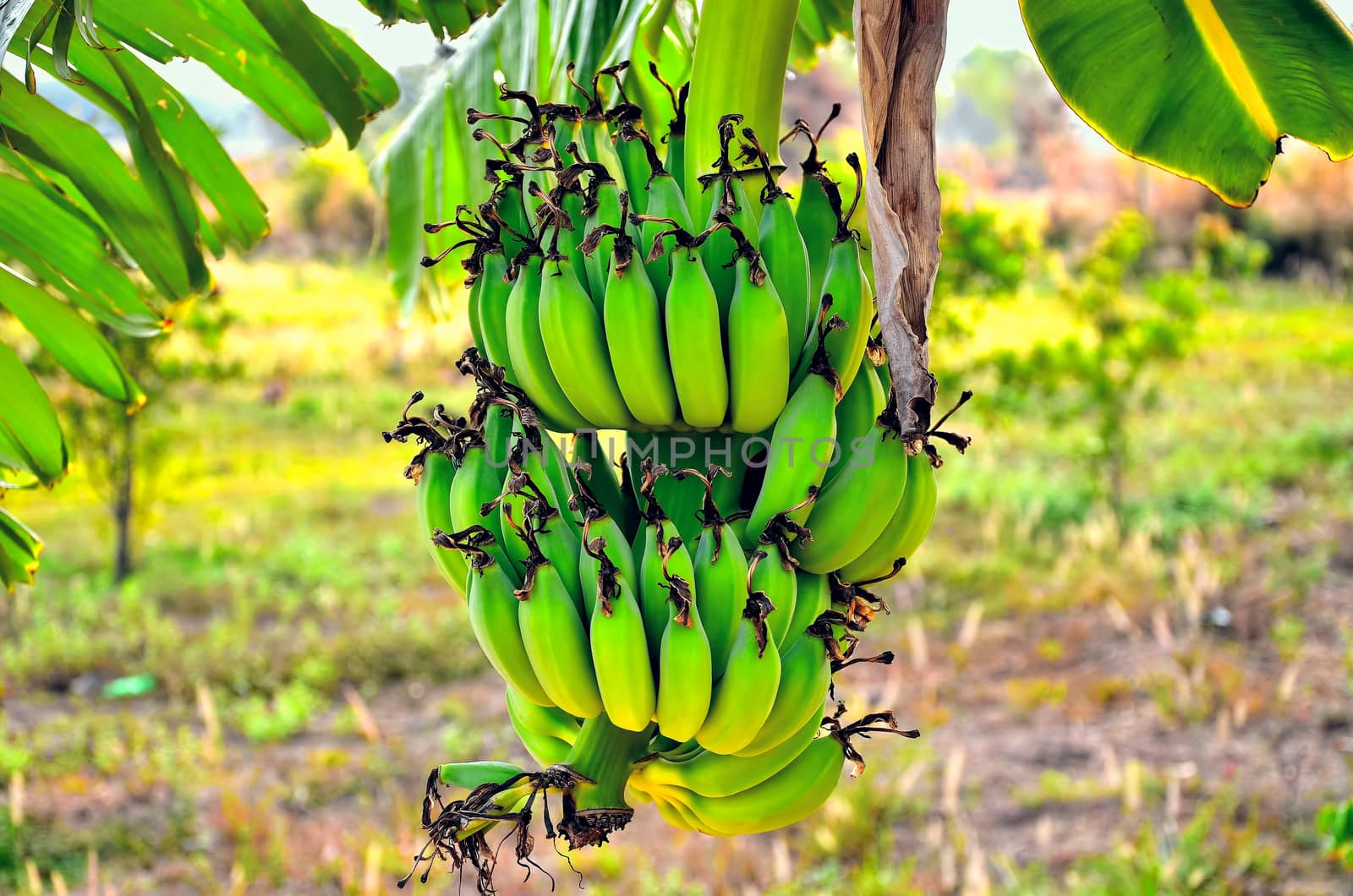 banana bunch by siiixth