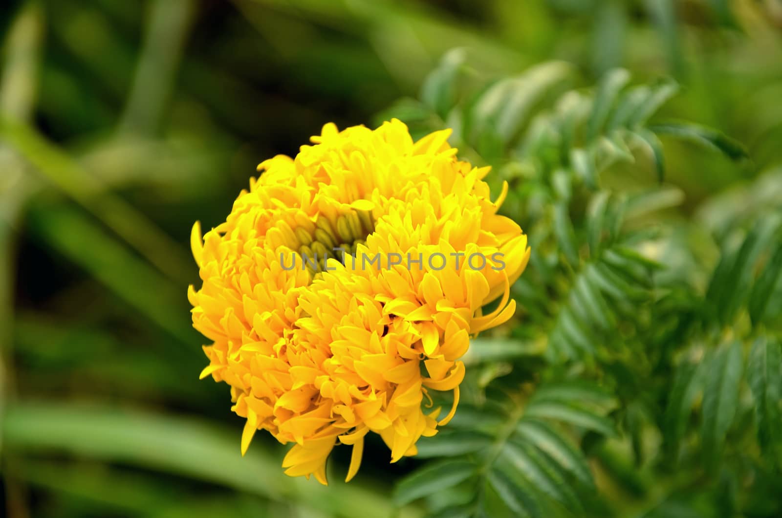 a beautifu marigold flower