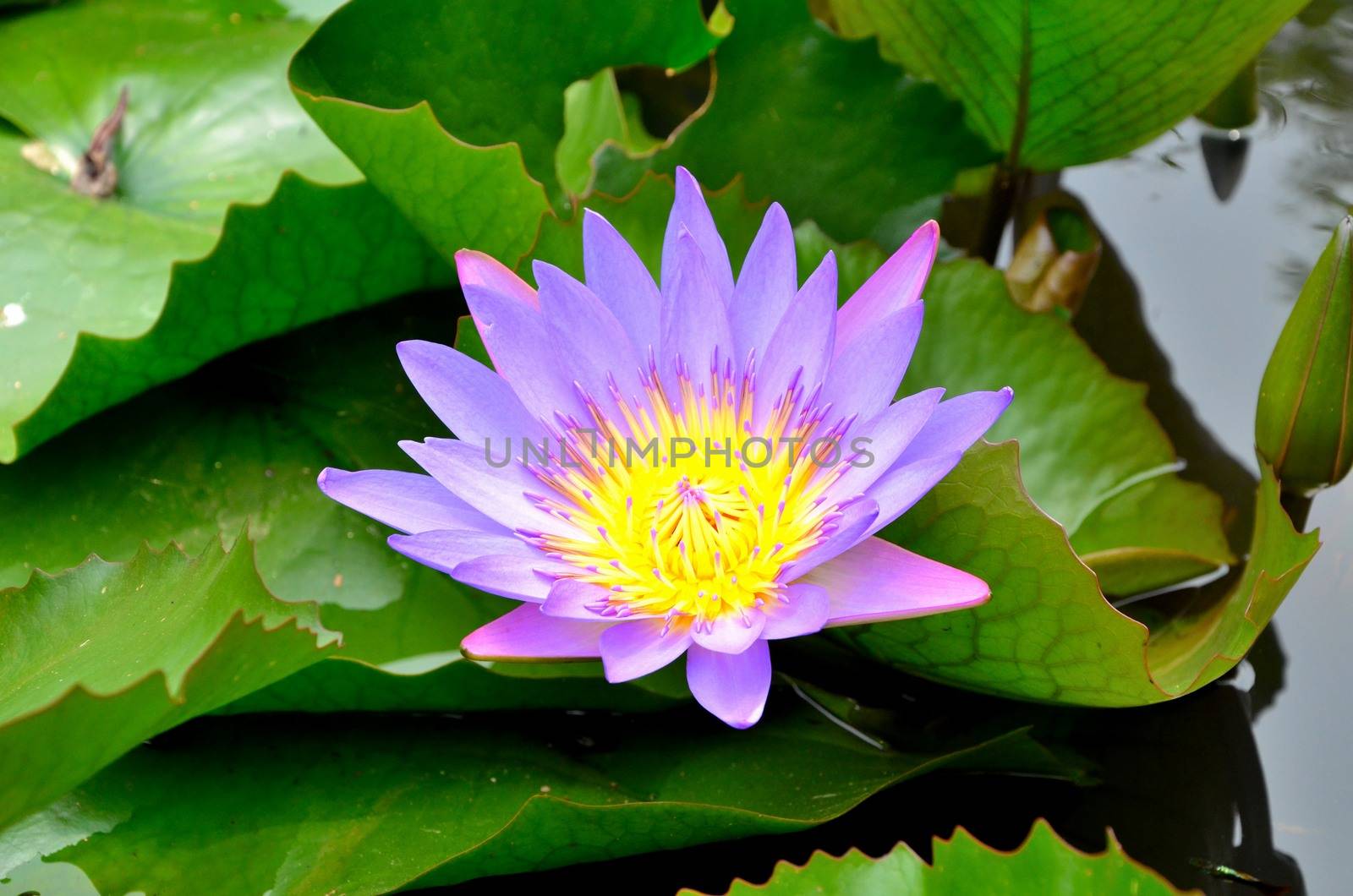 a beautiful lotus by siiixth