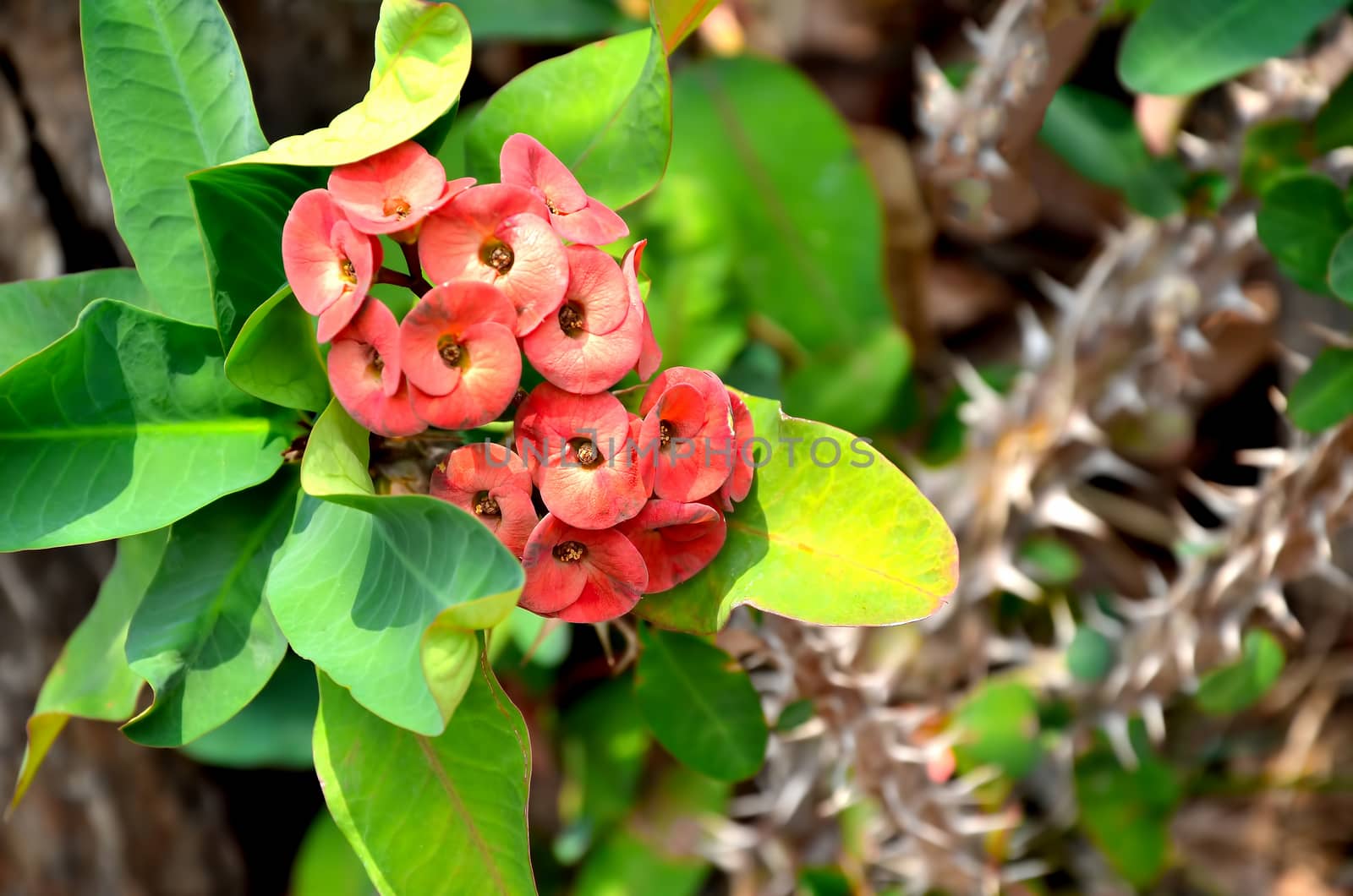 a red euphorbia flower
