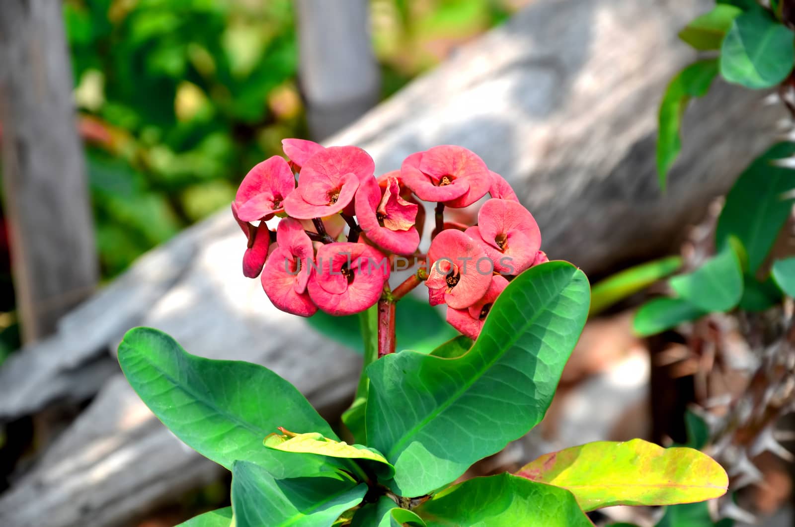 a red euphorbia flower