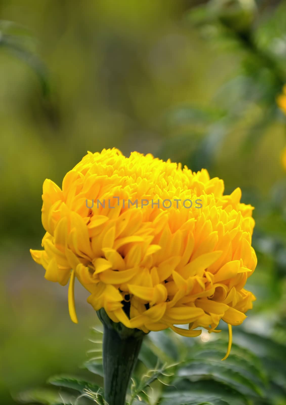 a beautifu marigold flower