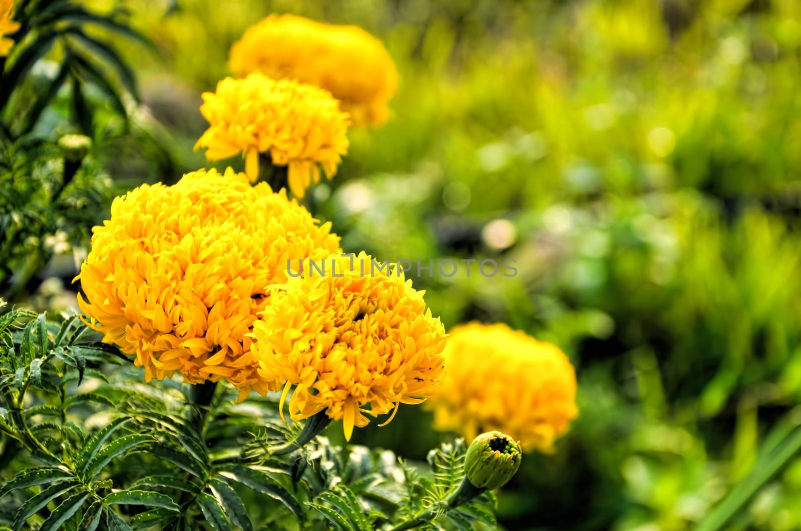 a beautifu marigold flower by siiixth