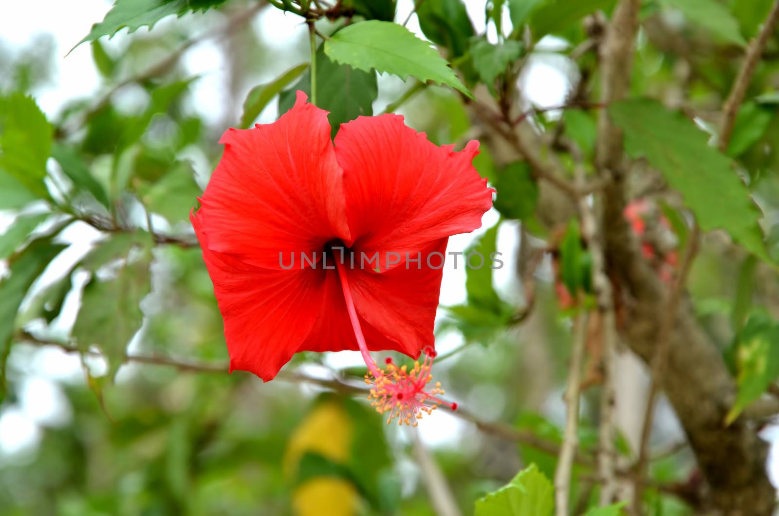 a flower in thai temple