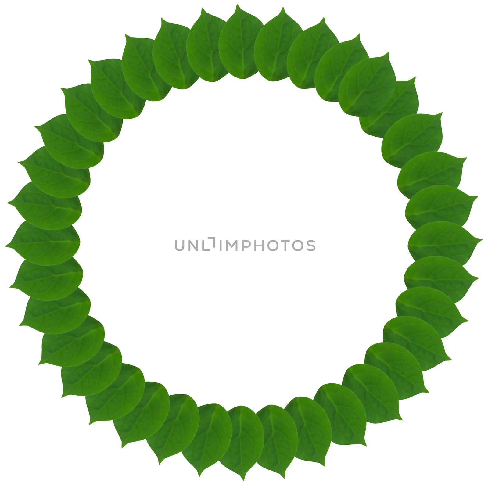 Green circle from leaves isolated on white by alexmak