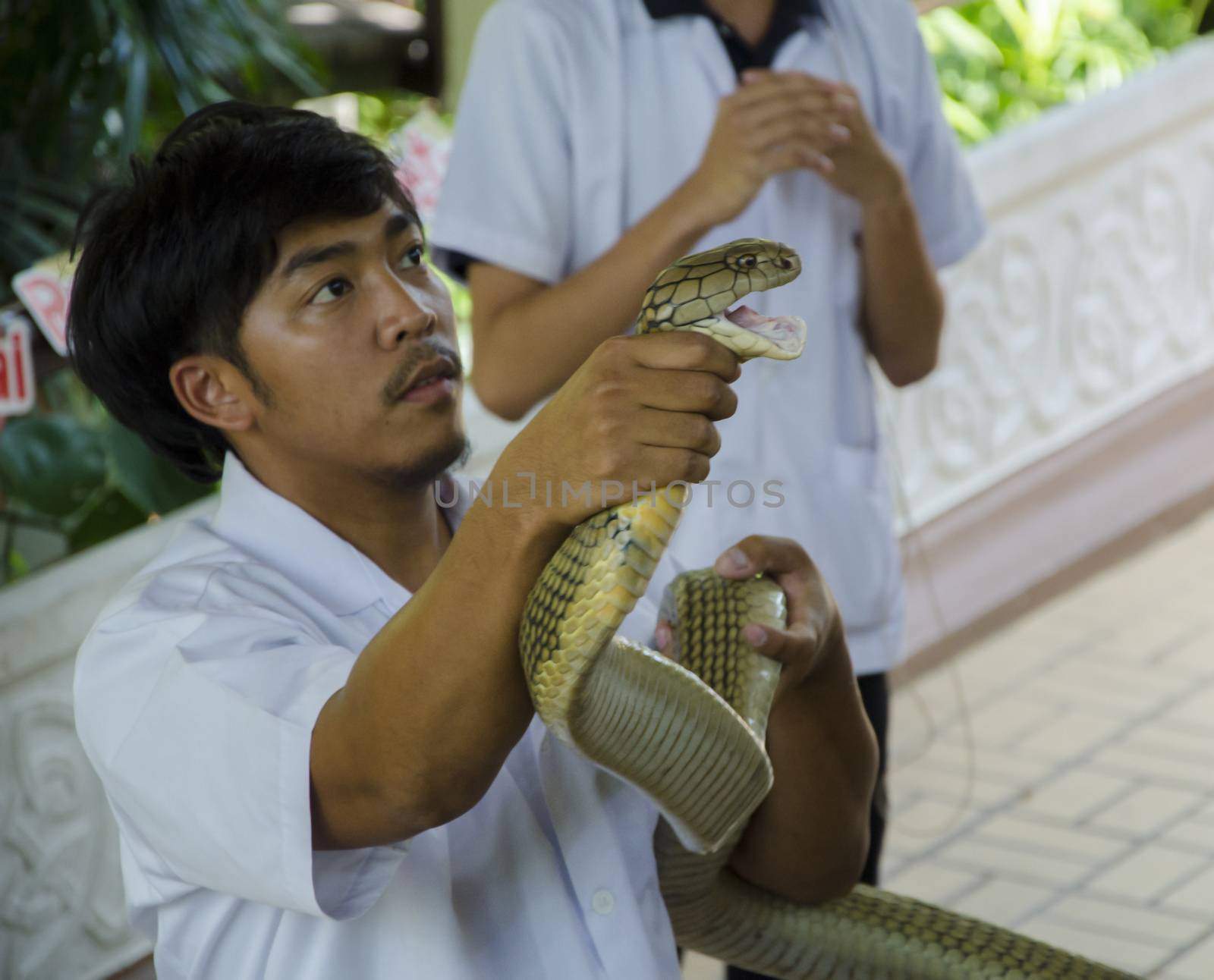 snake show at thai red cross snake farm bangkok thailand on 6 April 2014 by siiixth