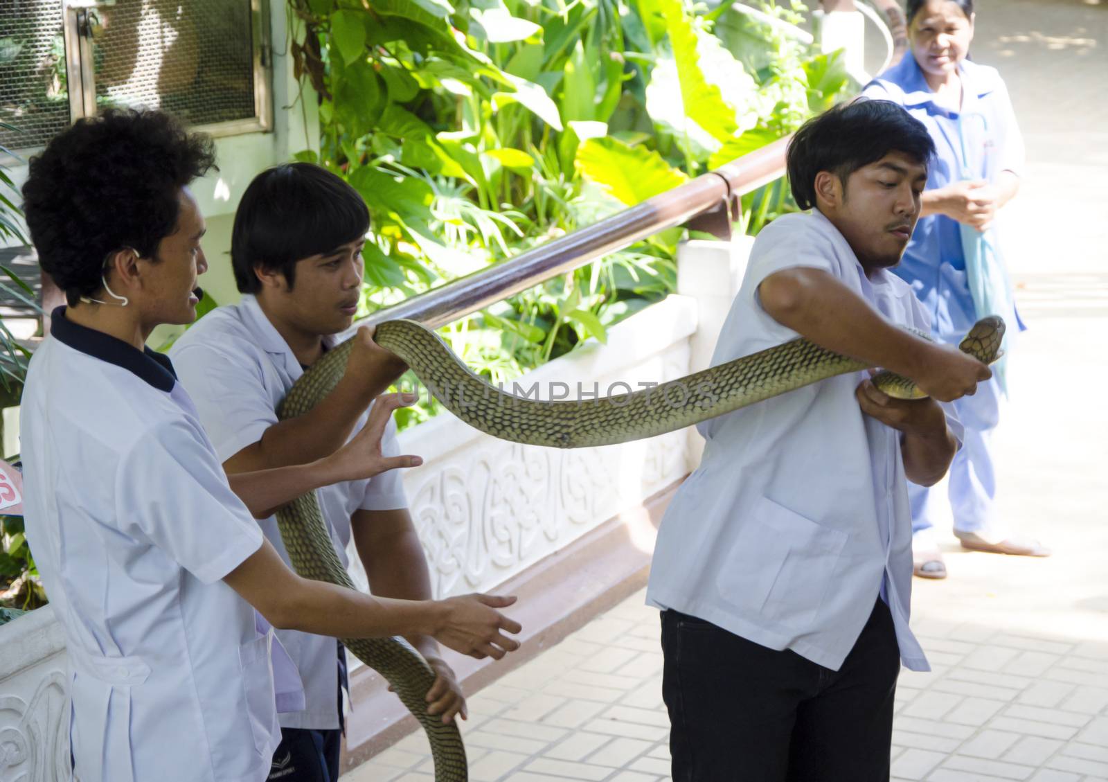 snake show at thai red cross snake farm bangkok thailand on 6 April 2014