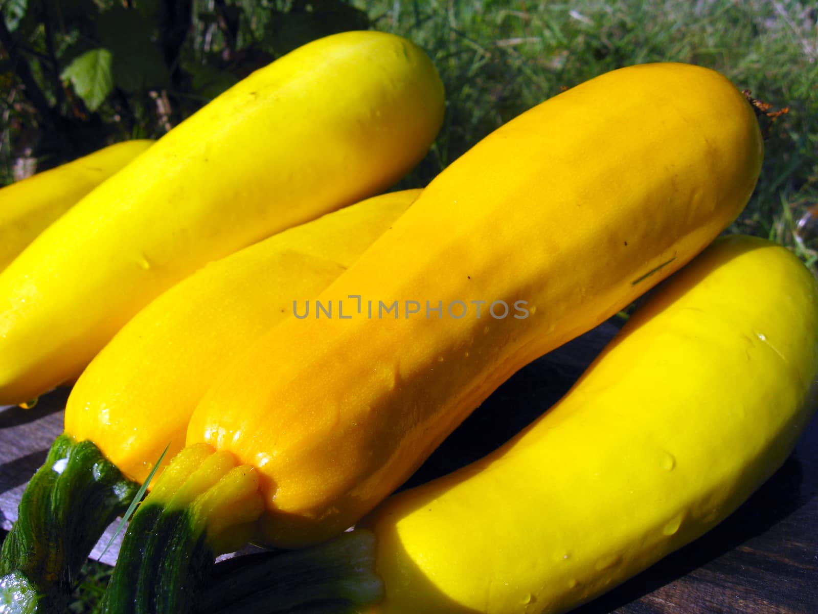 harvest of yellow squashes on the bed