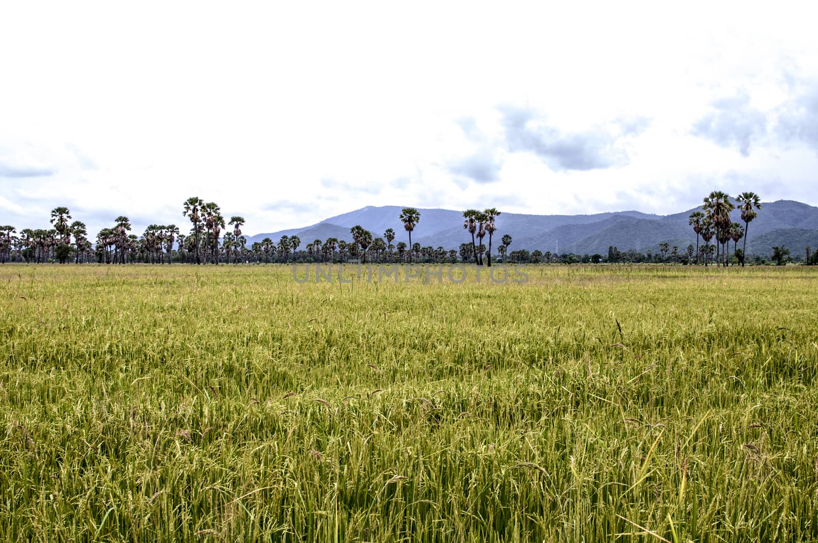 a rice field