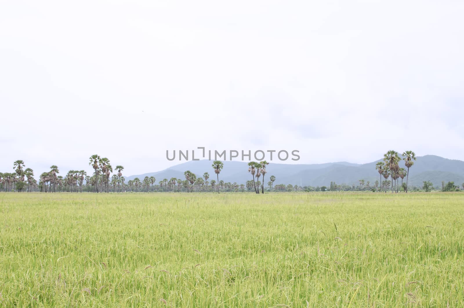 rice field by siiixth